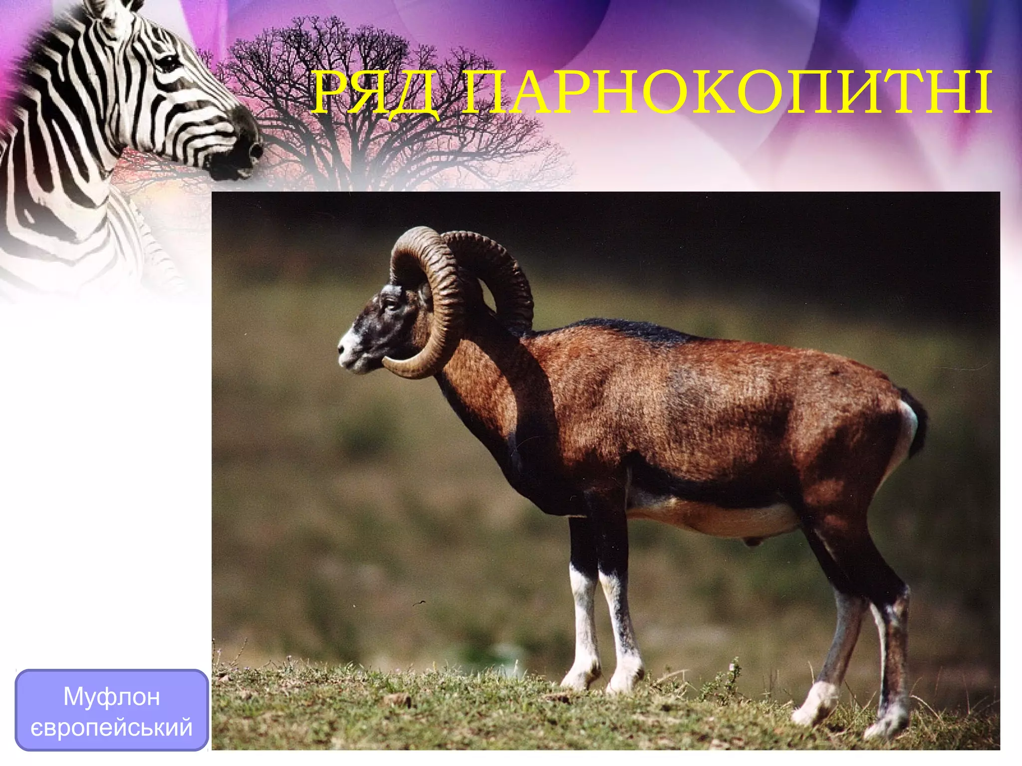 РЯД ПАРНОКОПИТНІ




  Муфлон
європейський
 
