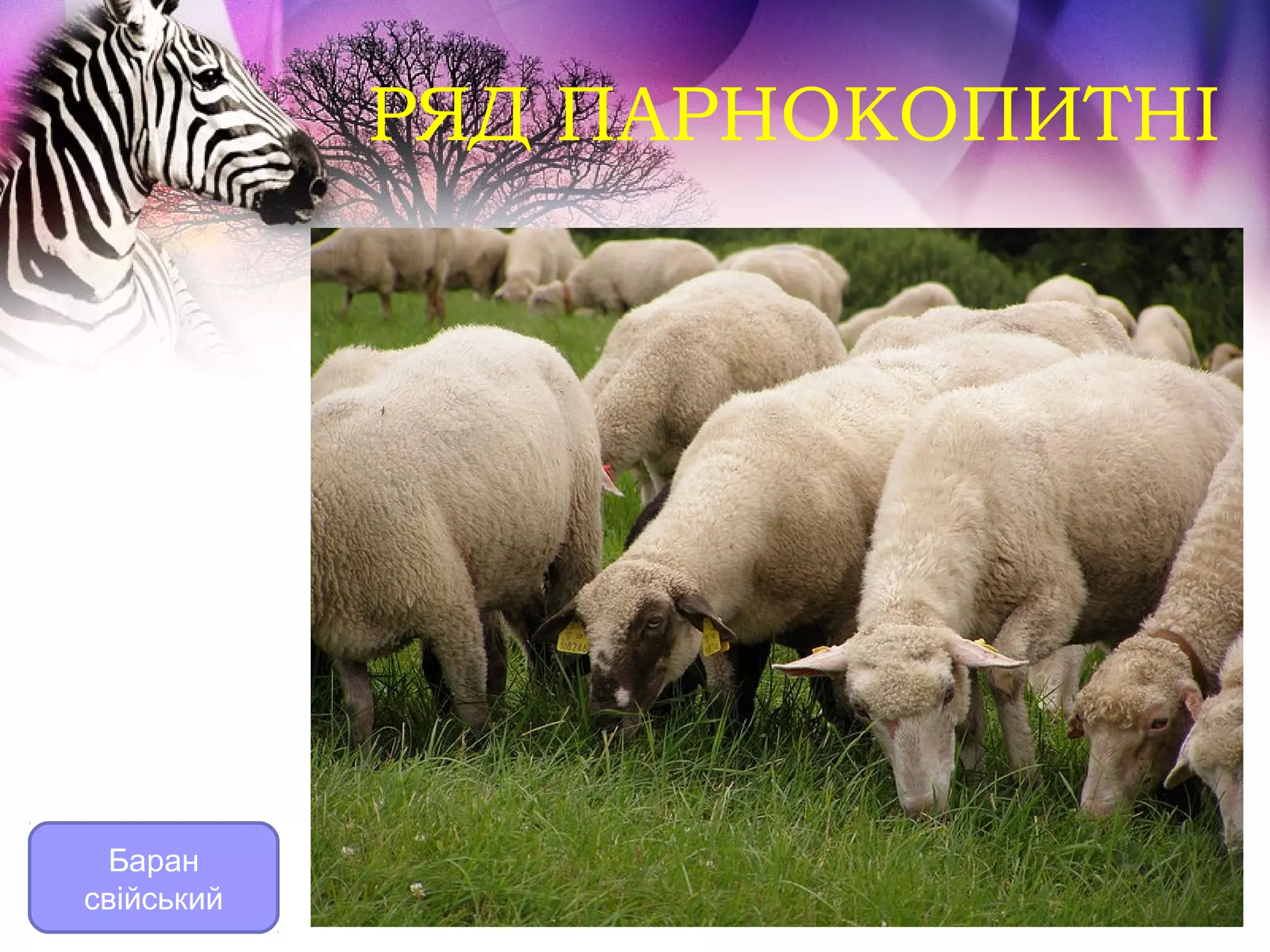 РЯД ПАРНОКОПИТНІ




  Баран
свійський
 