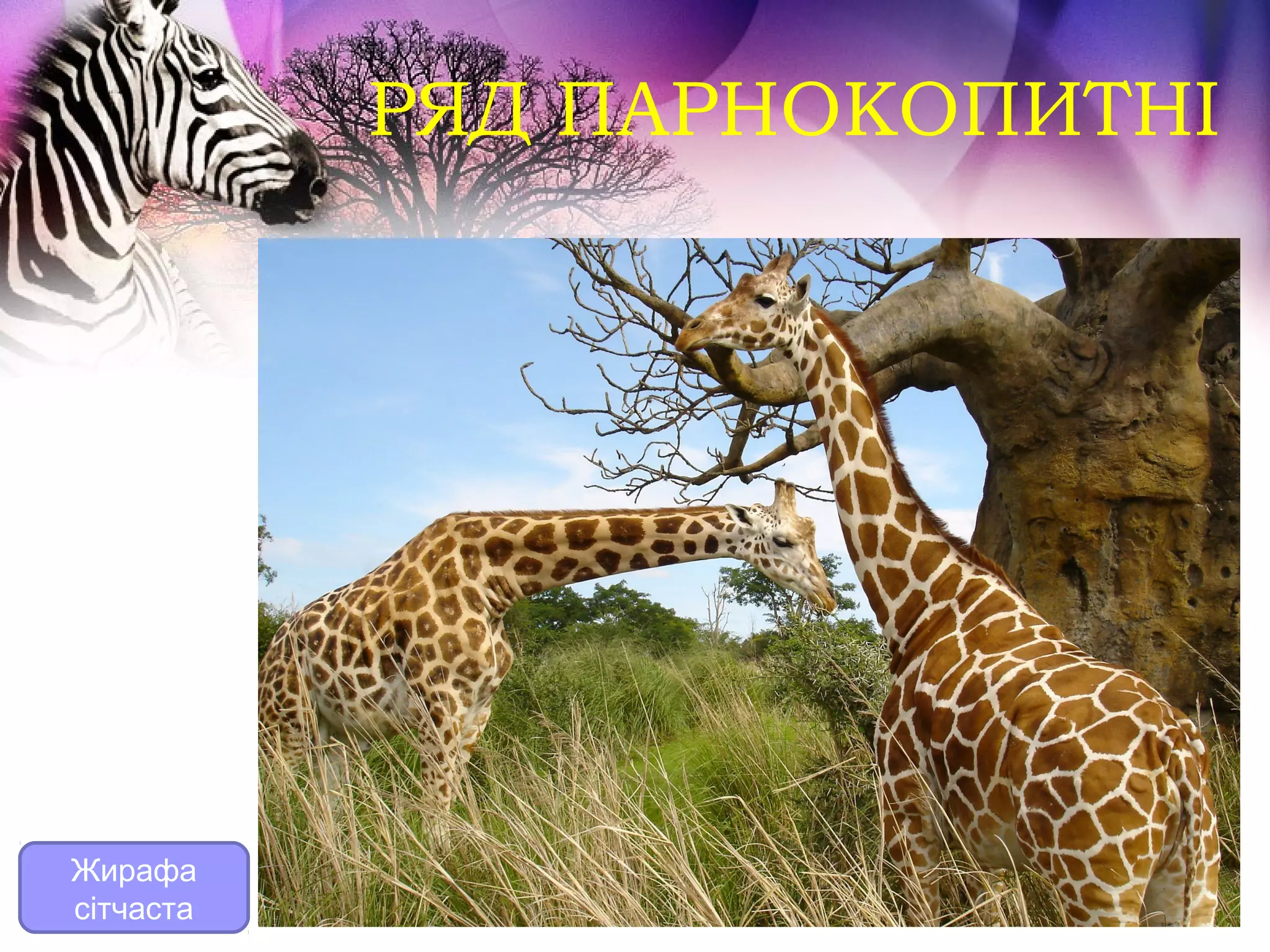 РЯД ПАРНОКОПИТНІ




Жирафа
сітчаста
 