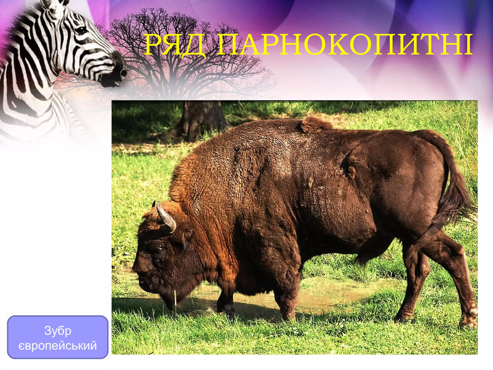 РЯД ПАРНОКОПИТНІ




    Зубр
європейський
 