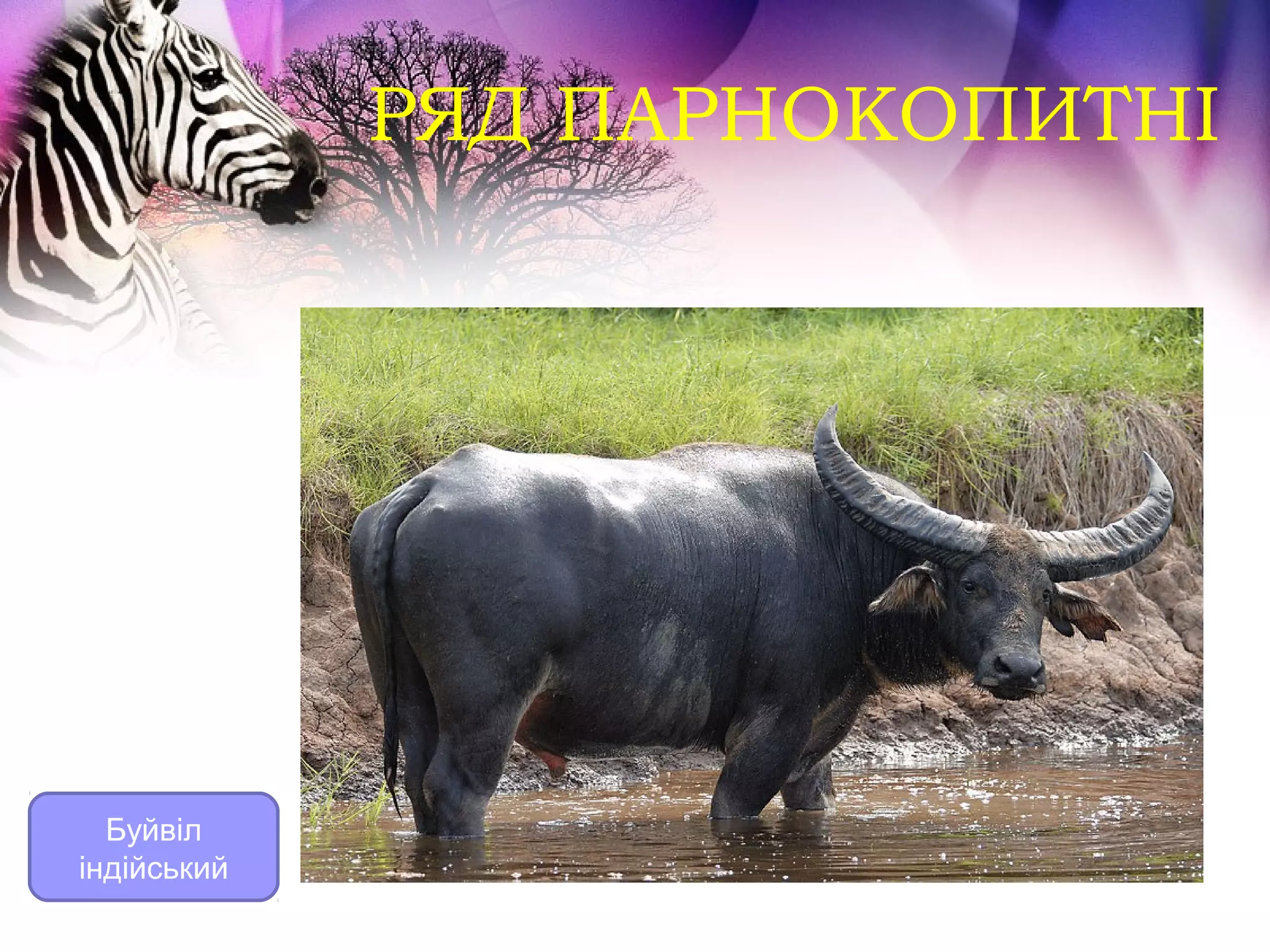 РЯД ПАРНОКОПИТНІ




  Буйвіл
індійський
 