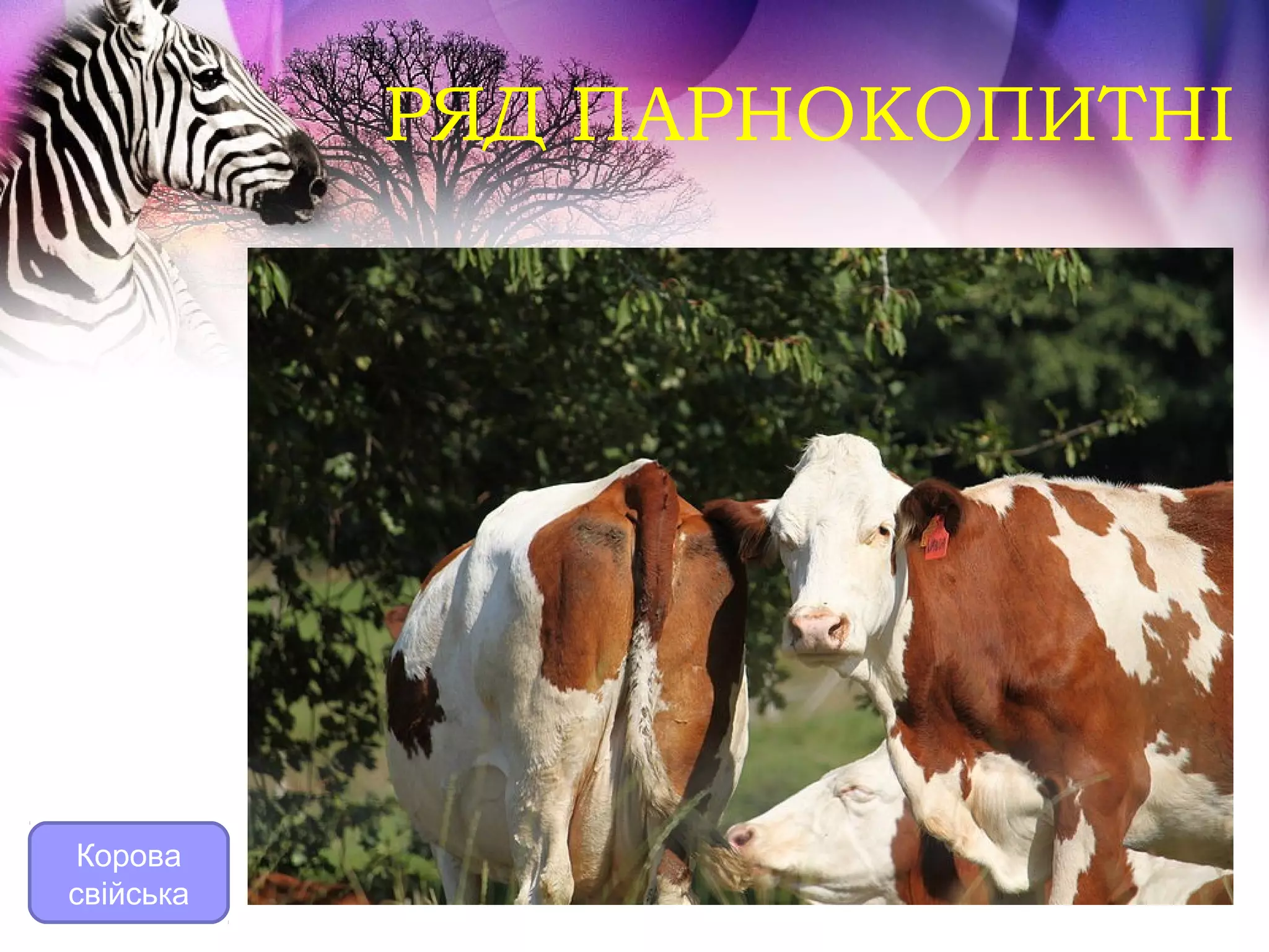 РЯД ПАРНОКОПИТНІ




 Корова
свійська
 