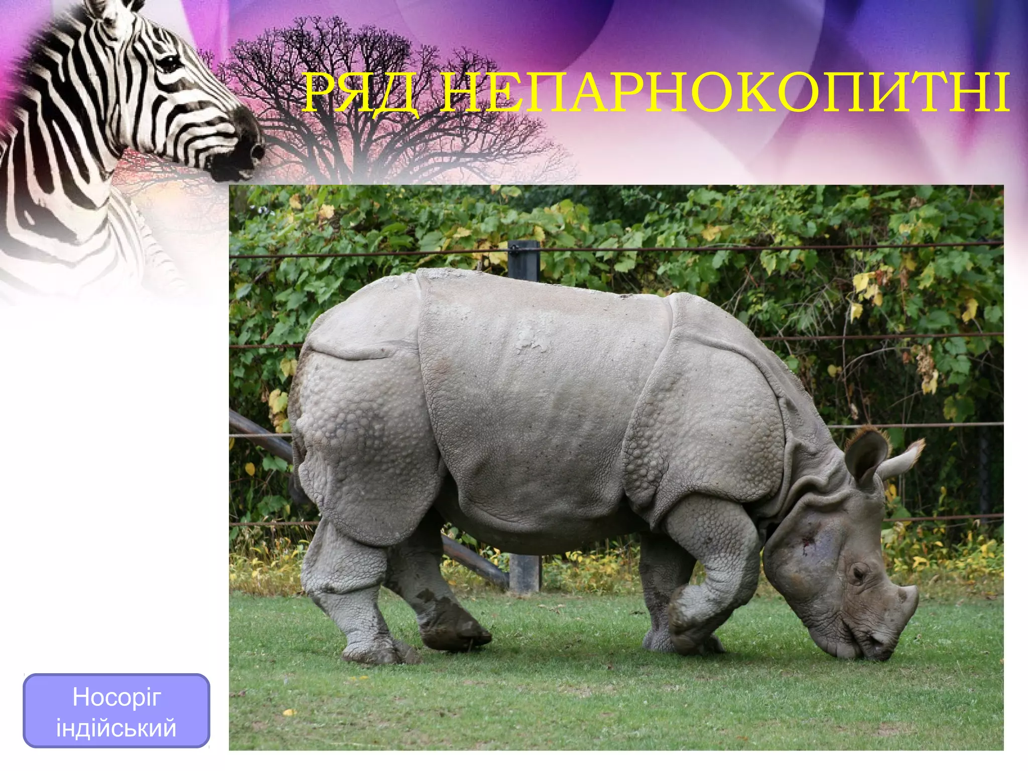 РЯД НЕПАРНОКОПИТНІ




  Носоріг
індійський
 