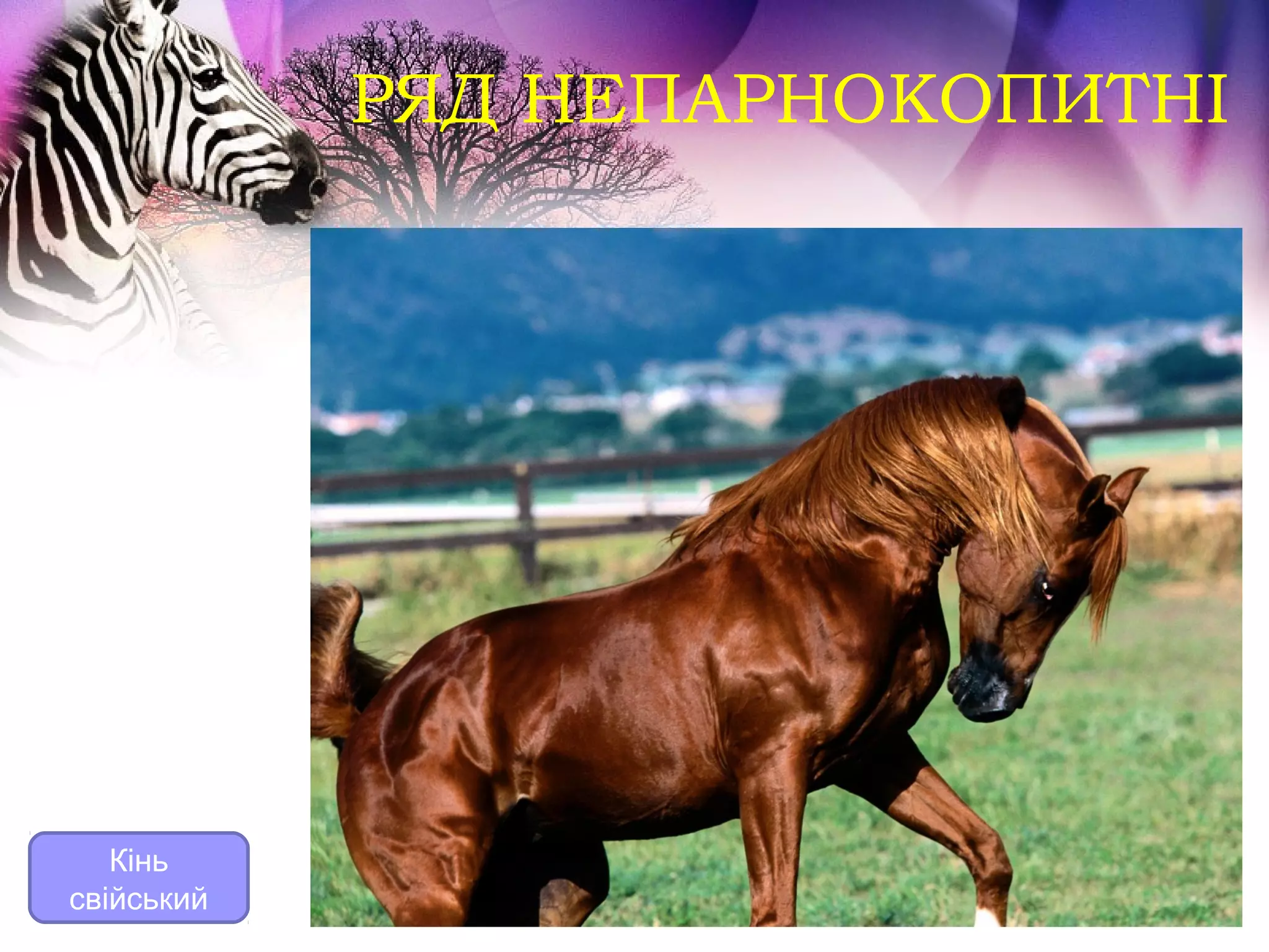 РЯД НЕПАРНОКОПИТНІ




   Кінь
свійський
 