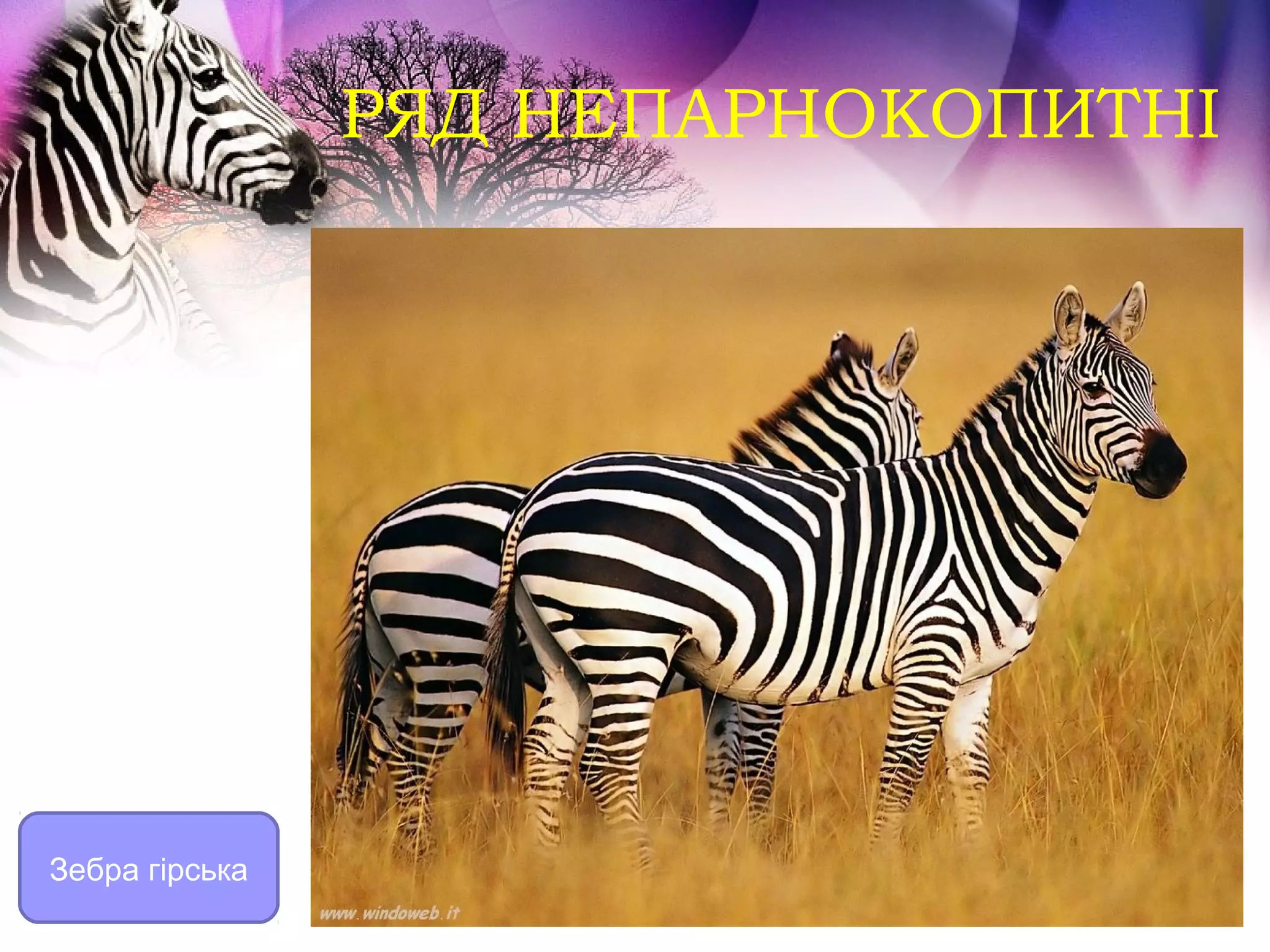 РЯД НЕПАРНОКОПИТНІ




Зебра гірська
 