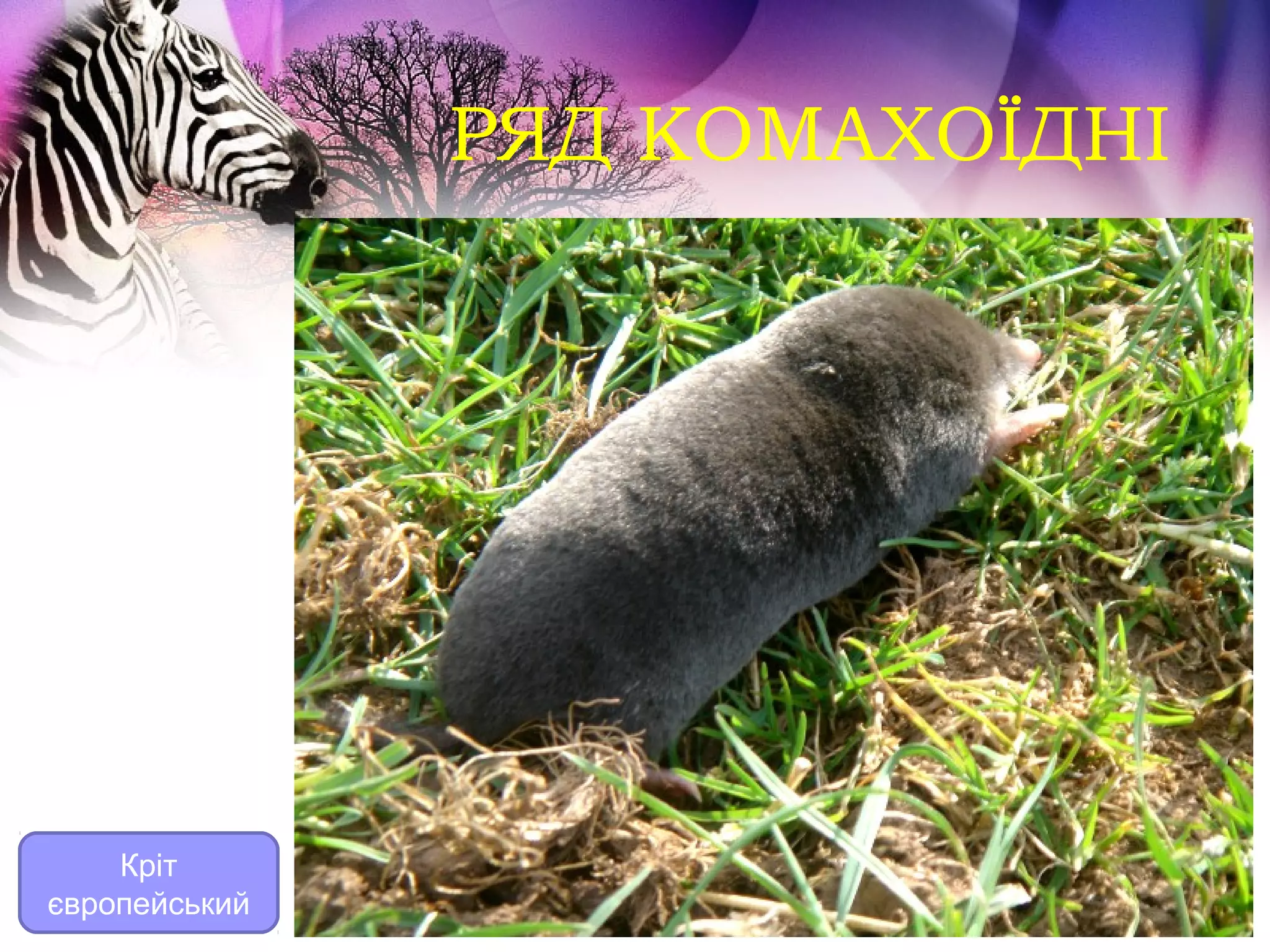 РЯД КОМАХОЇДНІ




    Кріт
європейський
 