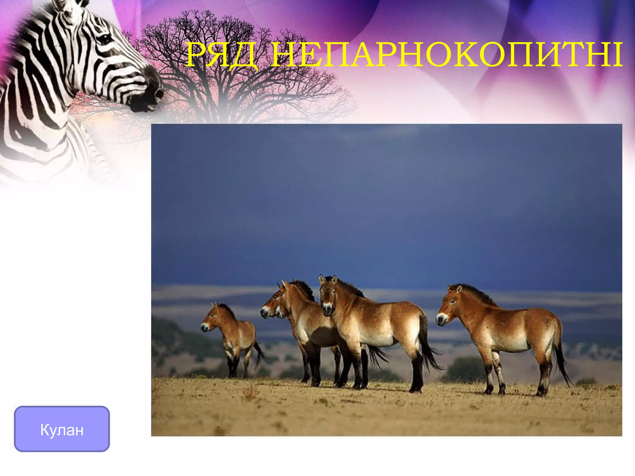 РЯД НЕПАРНОКОПИТНІ




Кулан
 