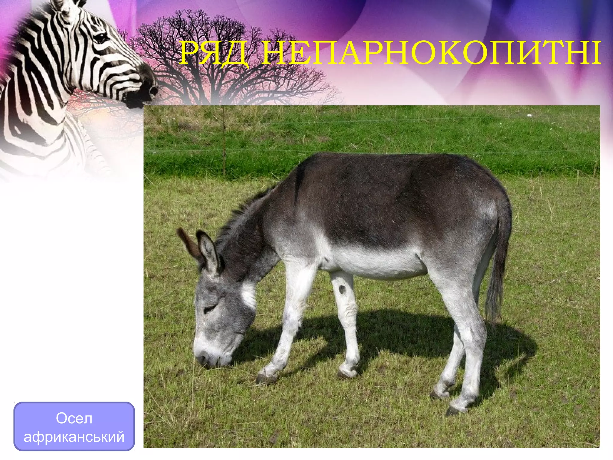 РЯД НЕПАРНОКОПИТНІ




   Осел
африканський
 