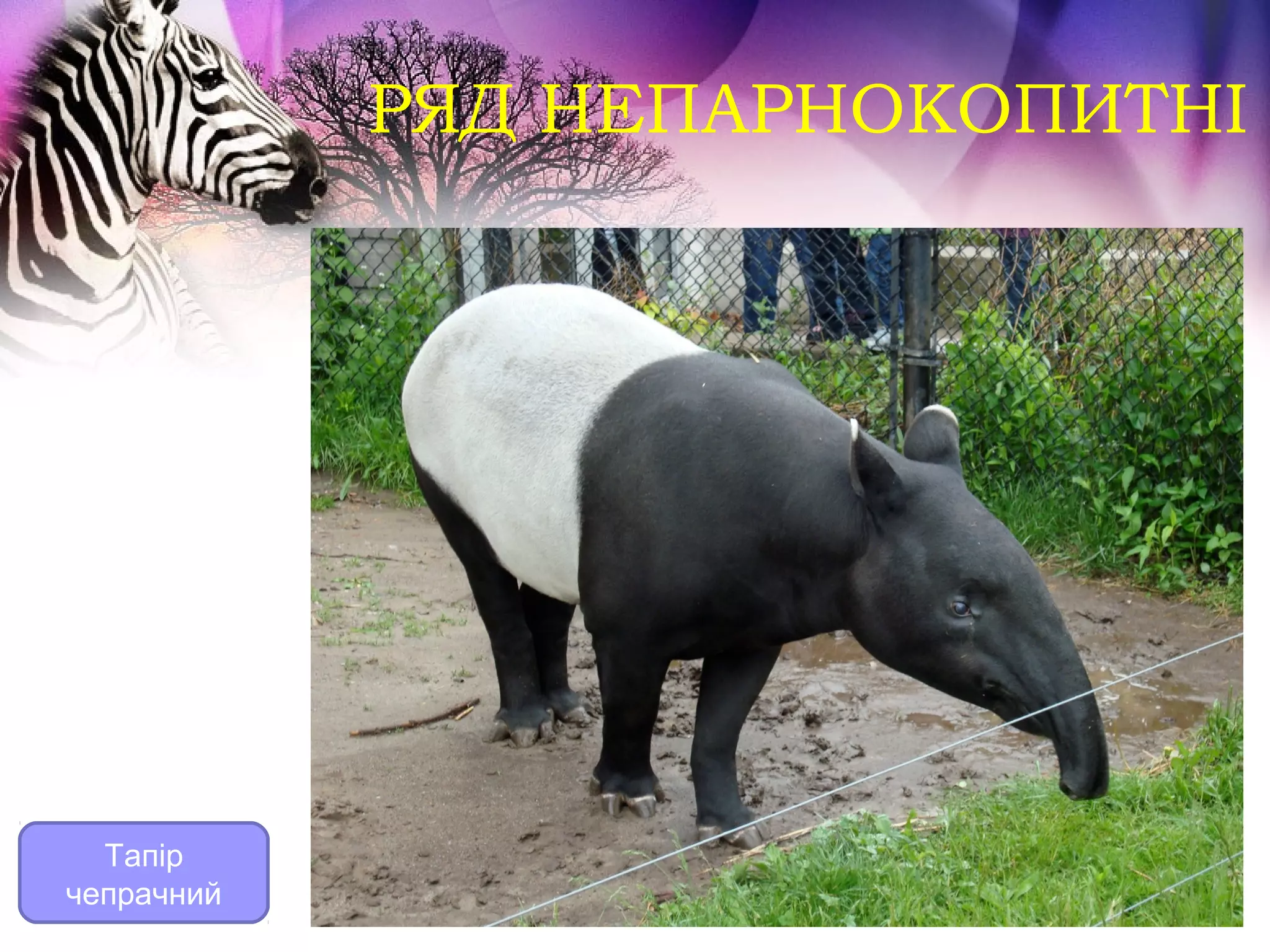 РЯД НЕПАРНОКОПИТНІ




  Тапір
чепрачний
 