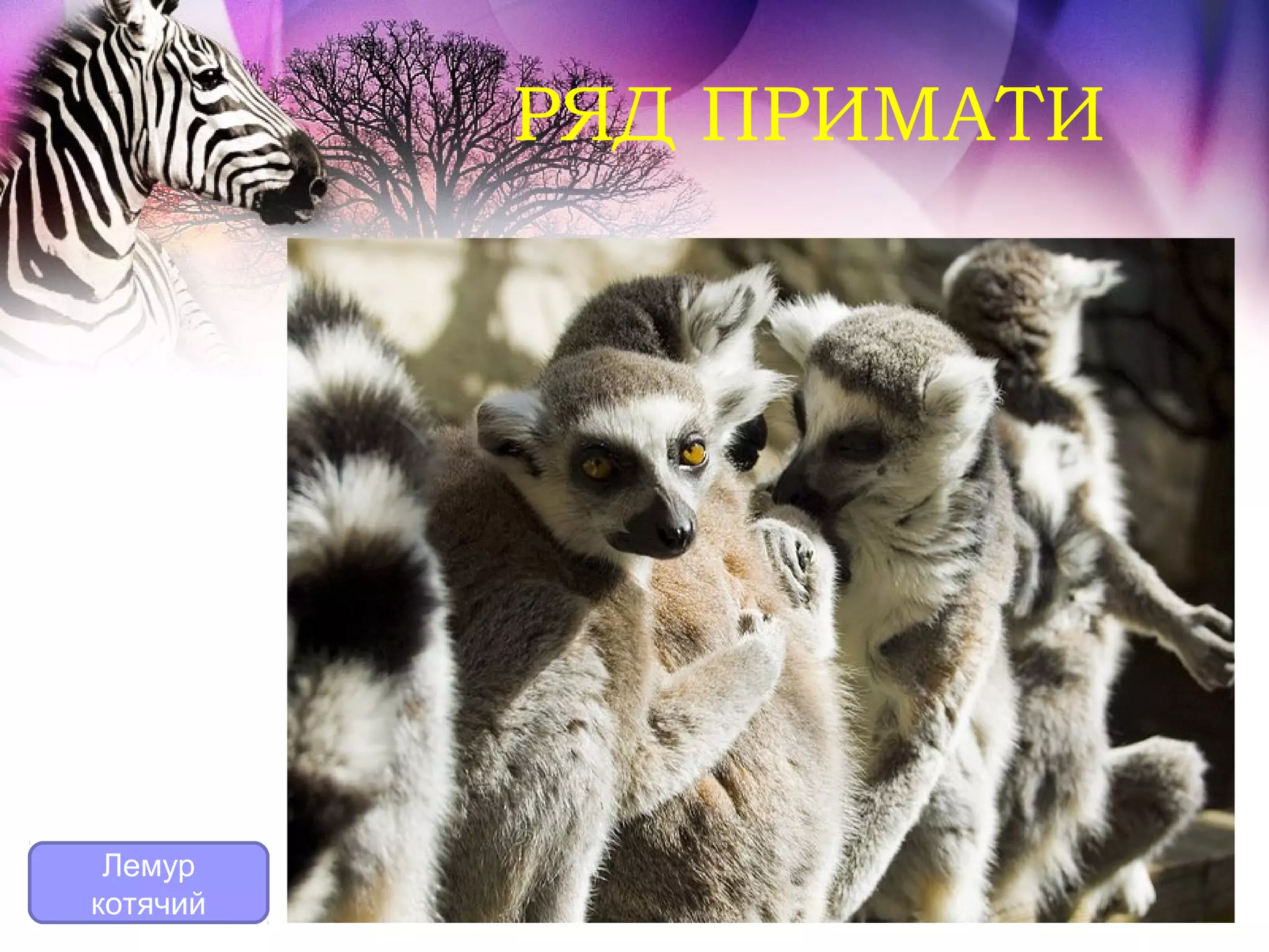 РЯД ПРИМАТИ




 Лемур
котячий
 