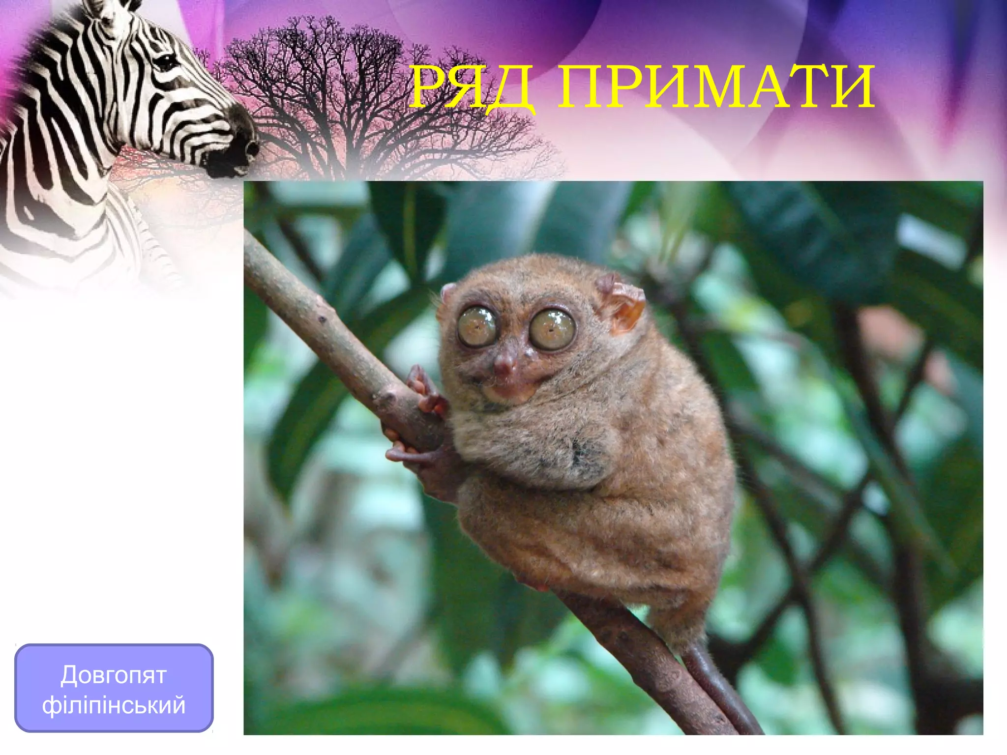 РЯД ПРИМАТИ




 Довгопят
філіпінський
 