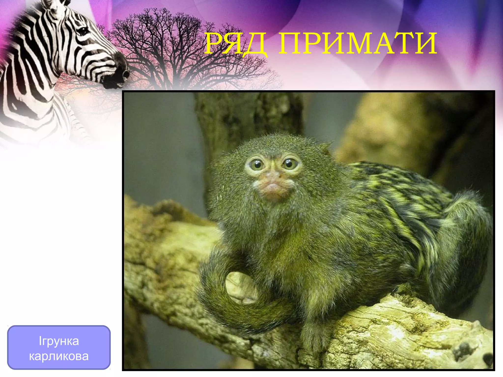 РЯД ПРИМАТИ




  Ігрунка
карликова
 