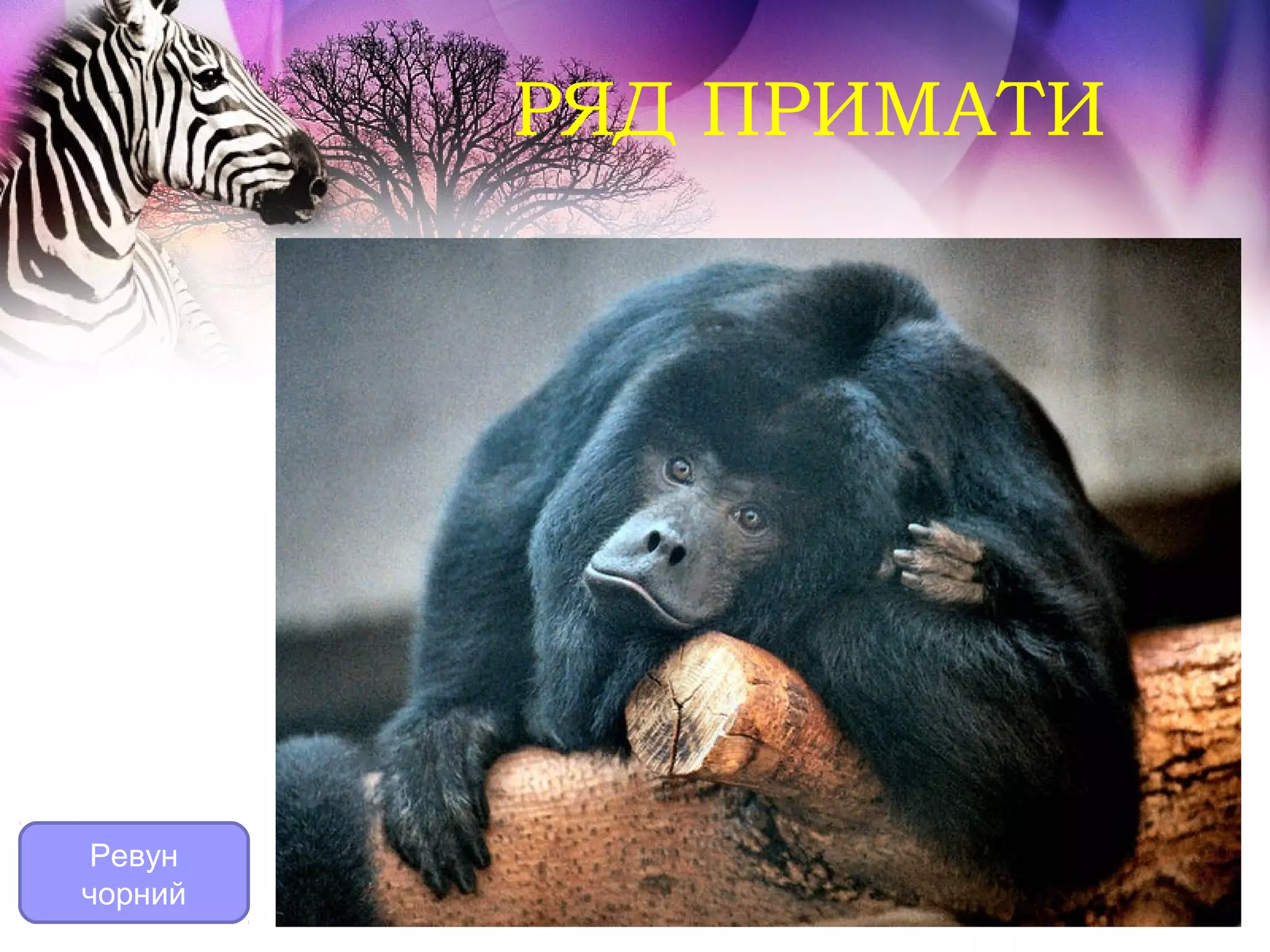 РЯД ПРИМАТИ




Ревун
чорний
 