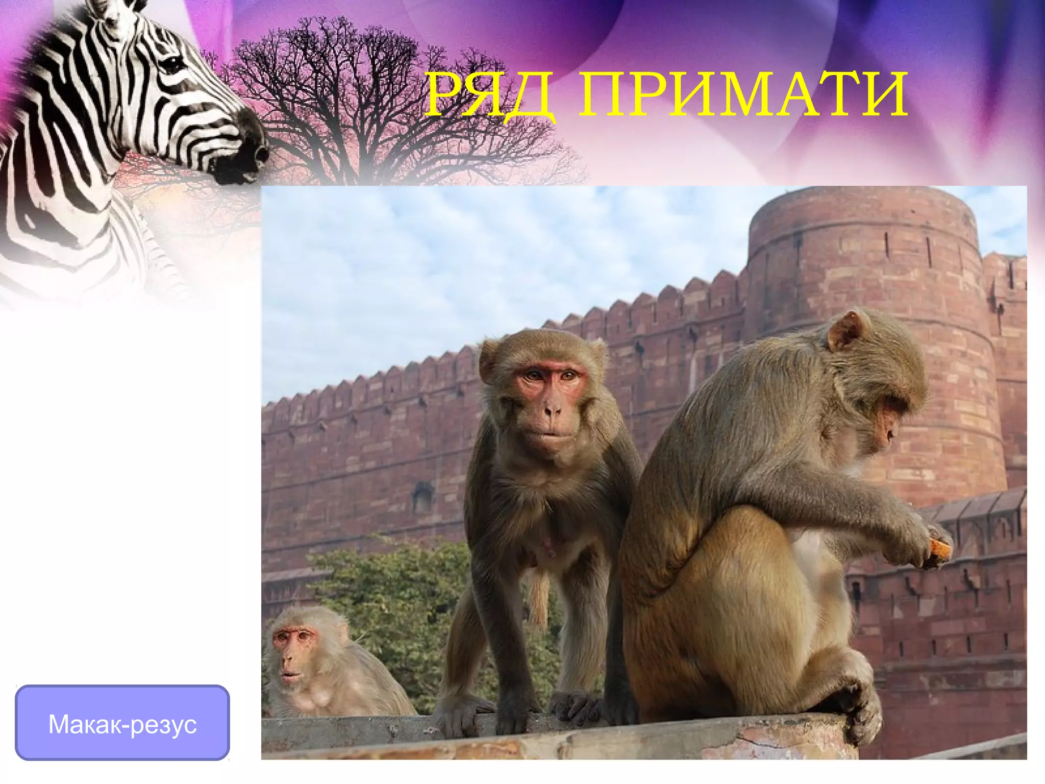 РЯД ПРИМАТИ




Макак-резус
 