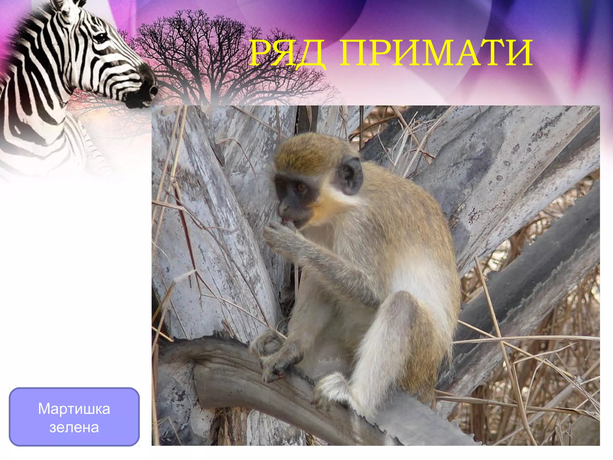 РЯД ПРИМАТИ




Мартишка
 зелена
 