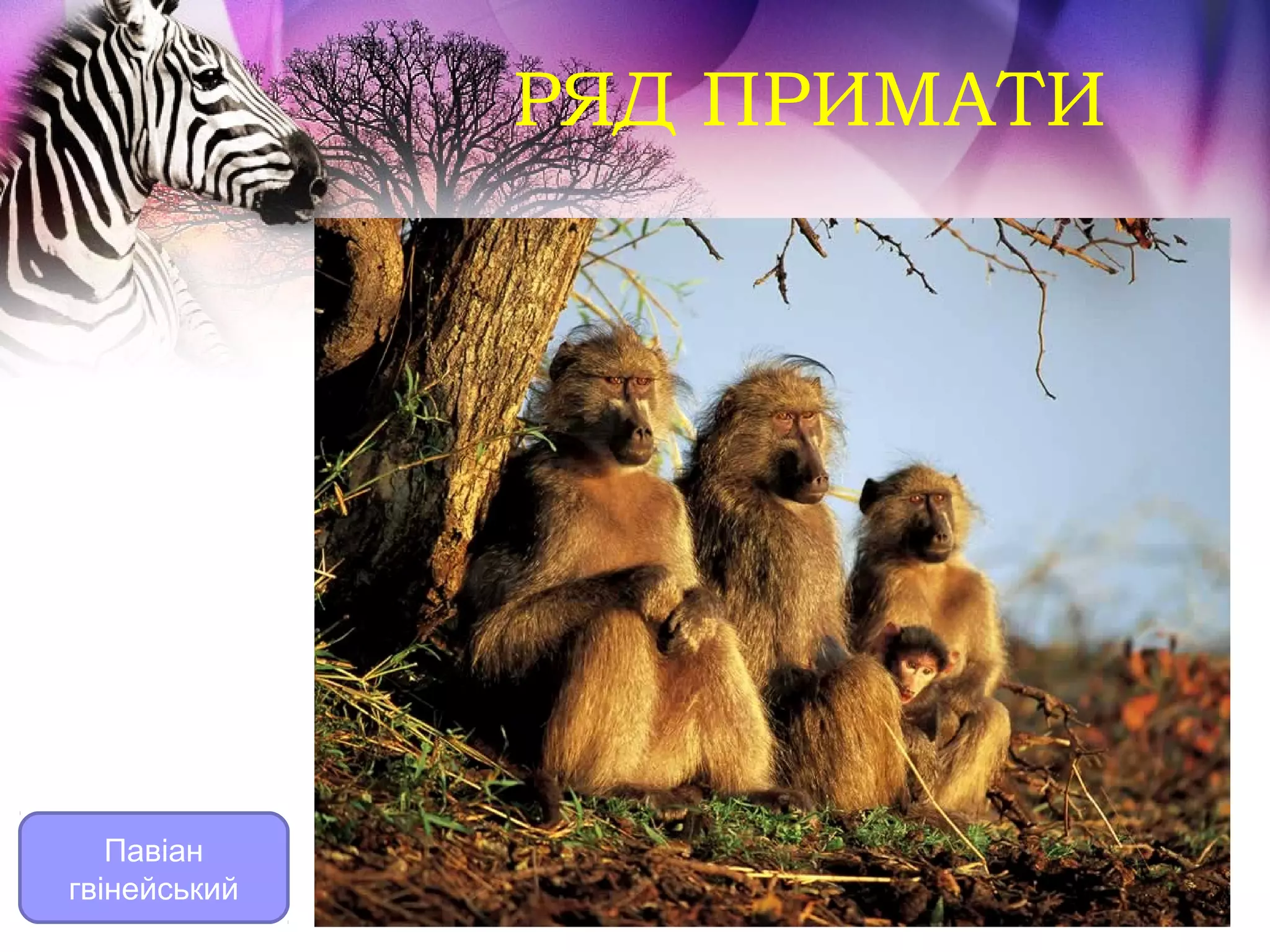 РЯД ПРИМАТИ




   Павіан
гвінейський
 