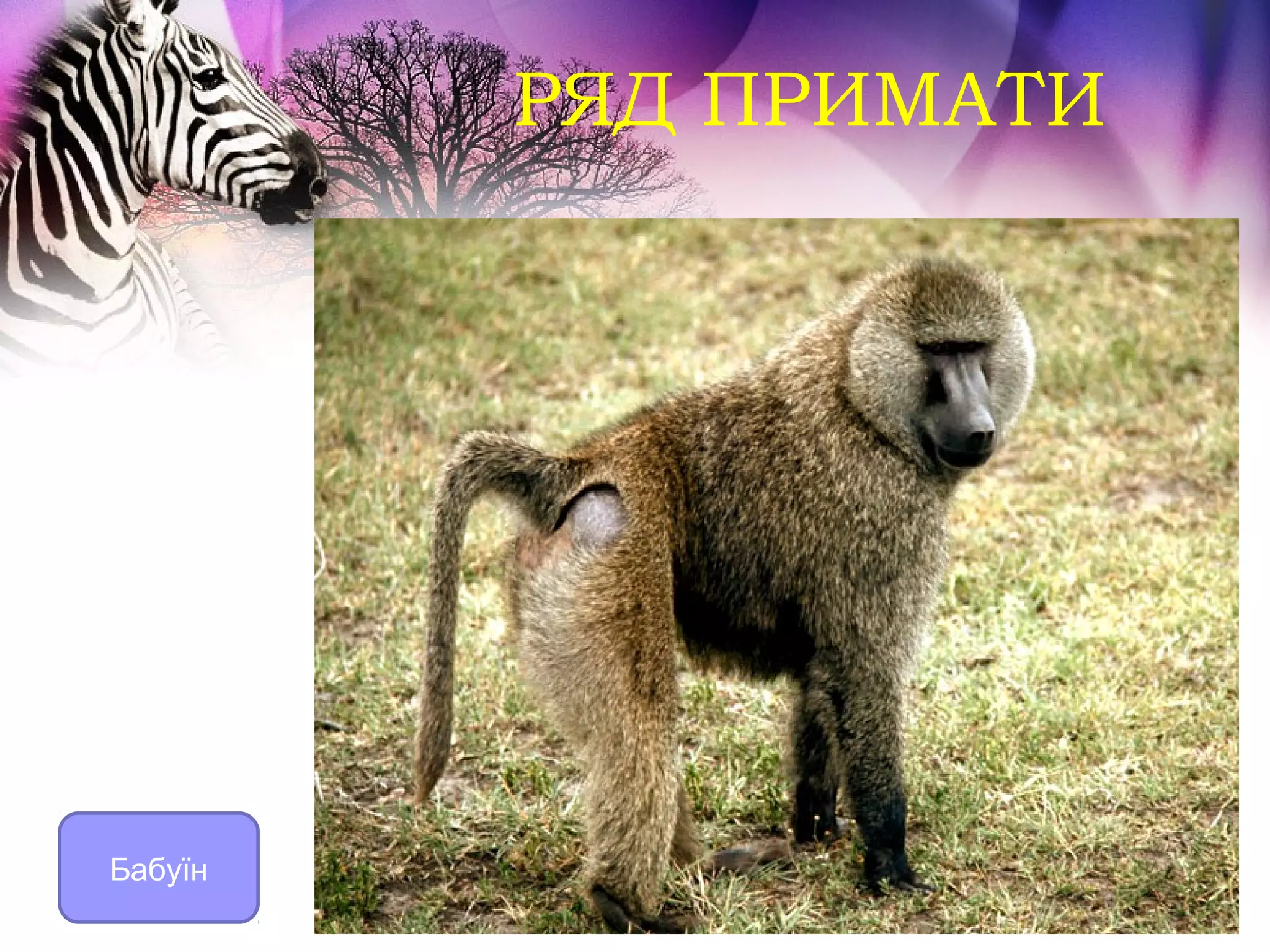РЯД ПРИМАТИ




Бабуїн
 