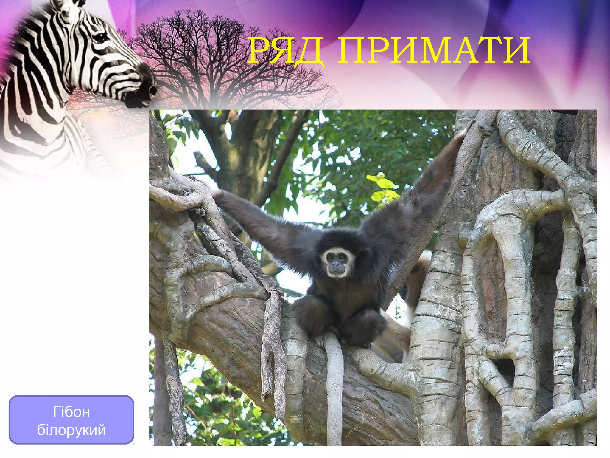 РЯД ПРИМАТИ




  Гібон
білорукий
 