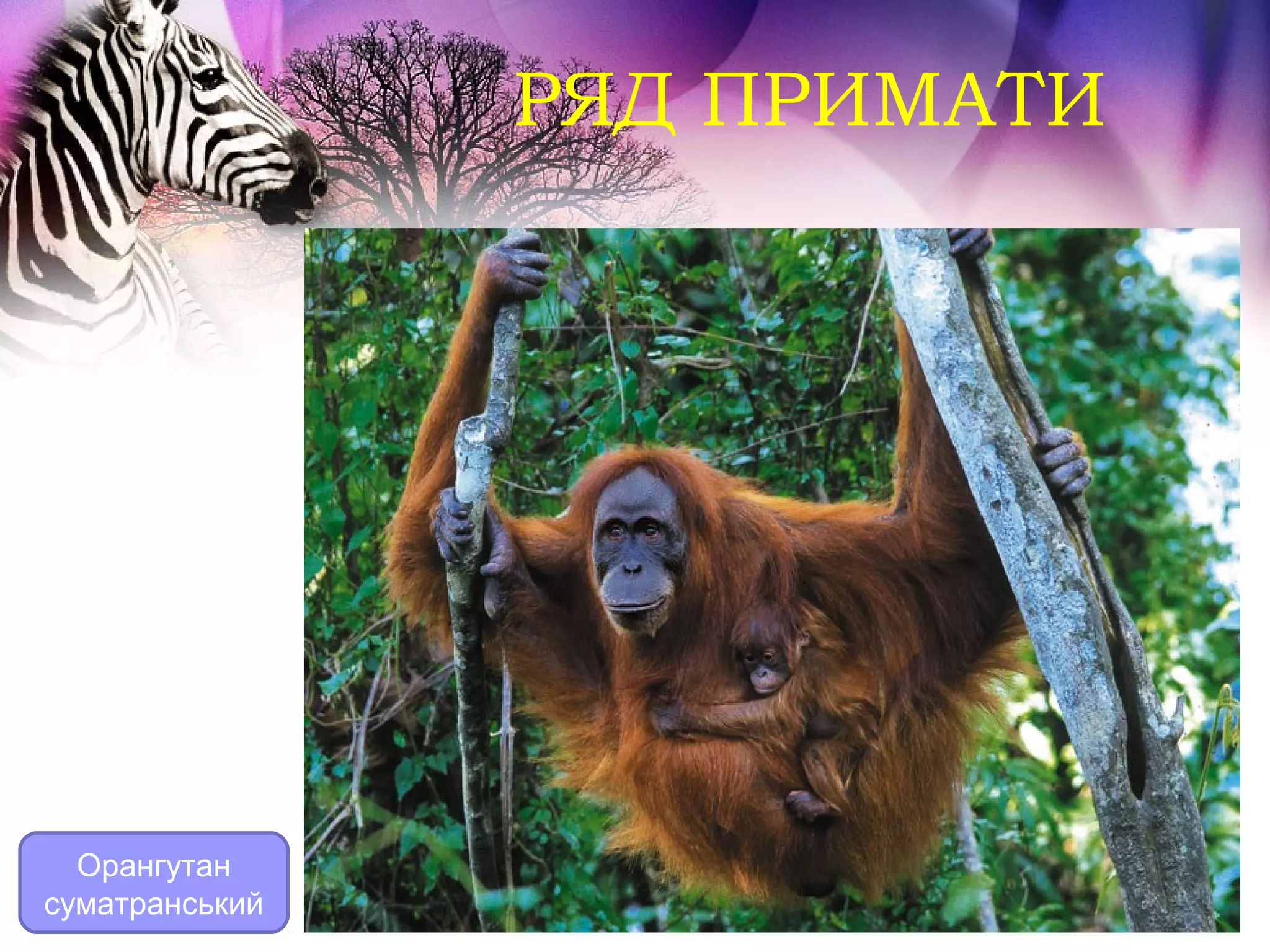 РЯД ПРИМАТИ




  Орангутан
суматранський
 