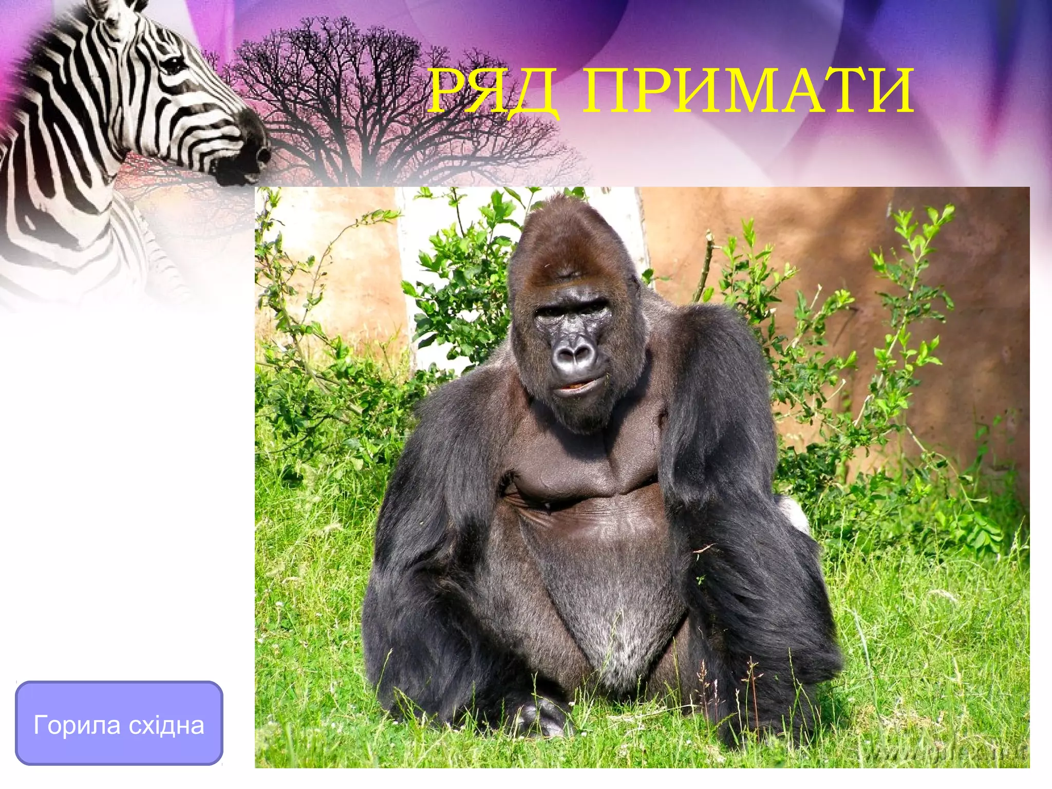 РЯД ПРИМАТИ




Горила східна
 