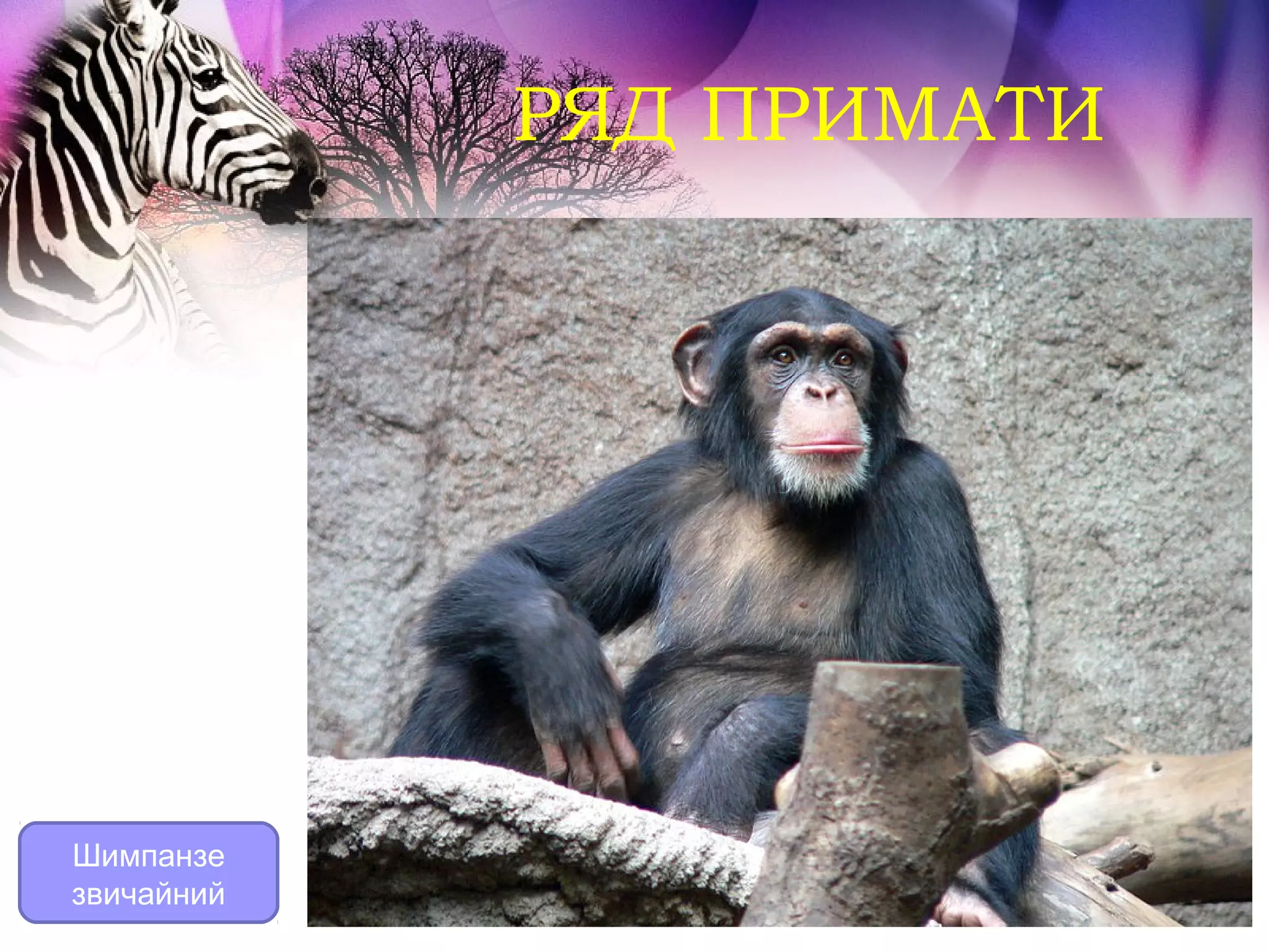 РЯД ПРИМАТИ




Шимпанзе
звичайний
 