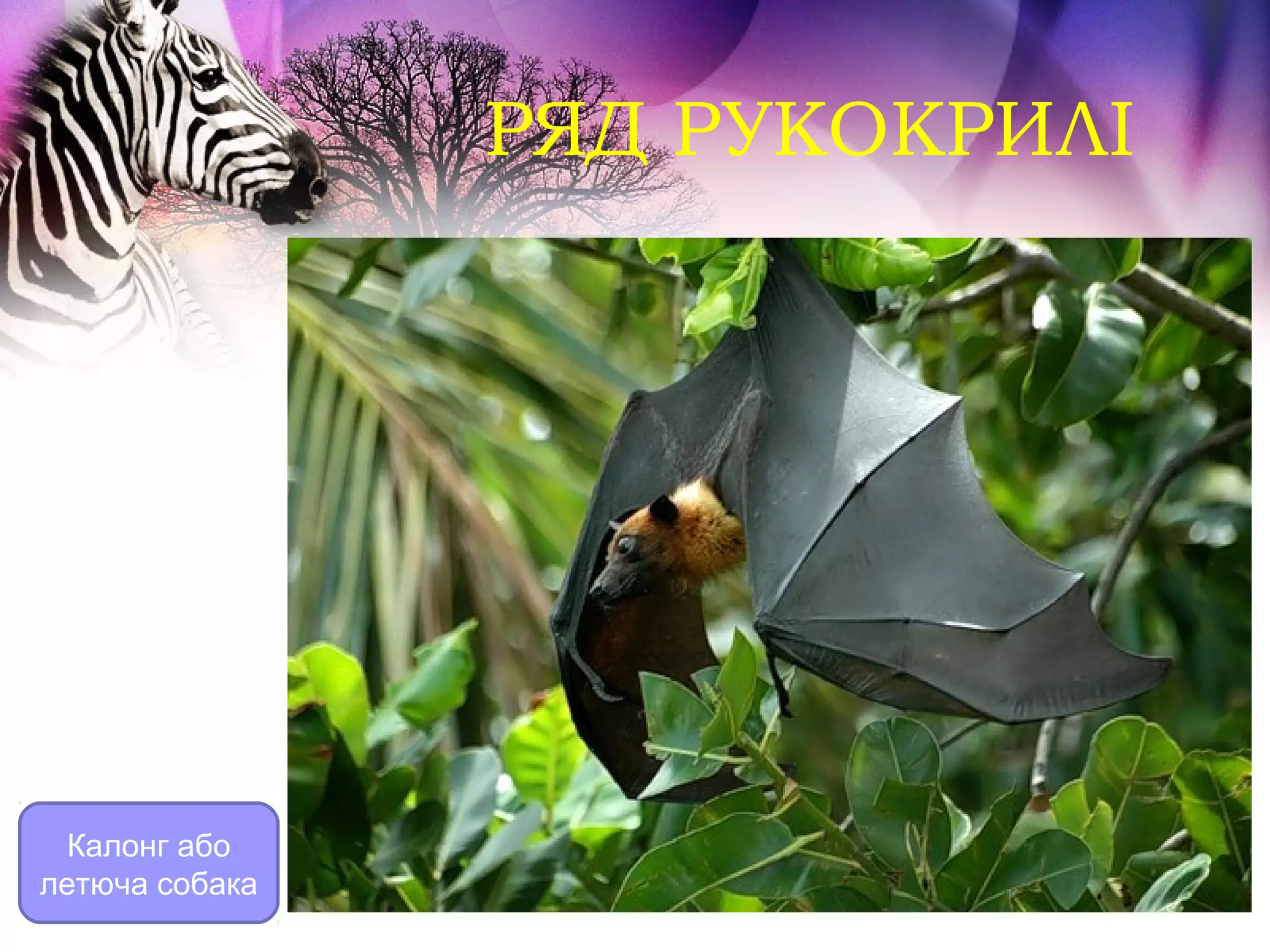 РЯД РУКОКРИЛІ




  Калонг або
летюча собака
 