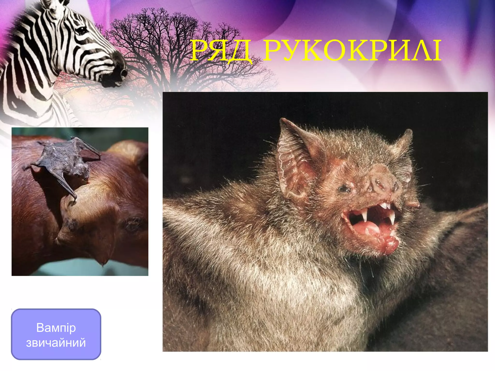 РЯД РУКОКРИЛІ




  Вампір
звичайний
 