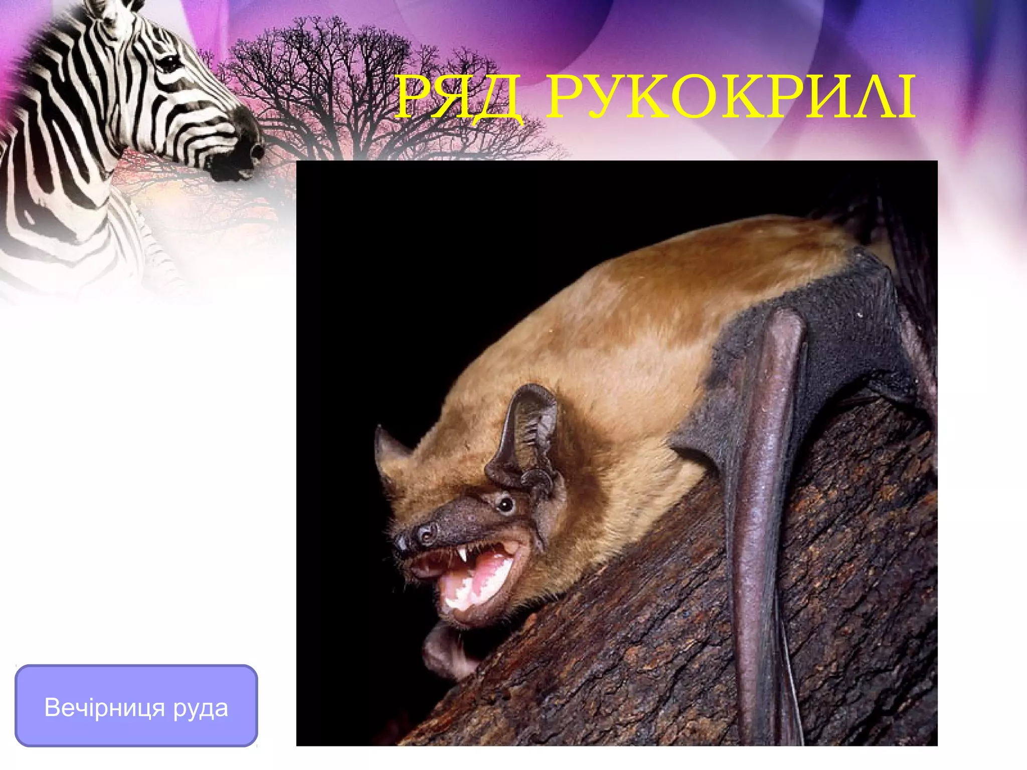 РЯД РУКОКРИЛІ




Вечірниця руда
 