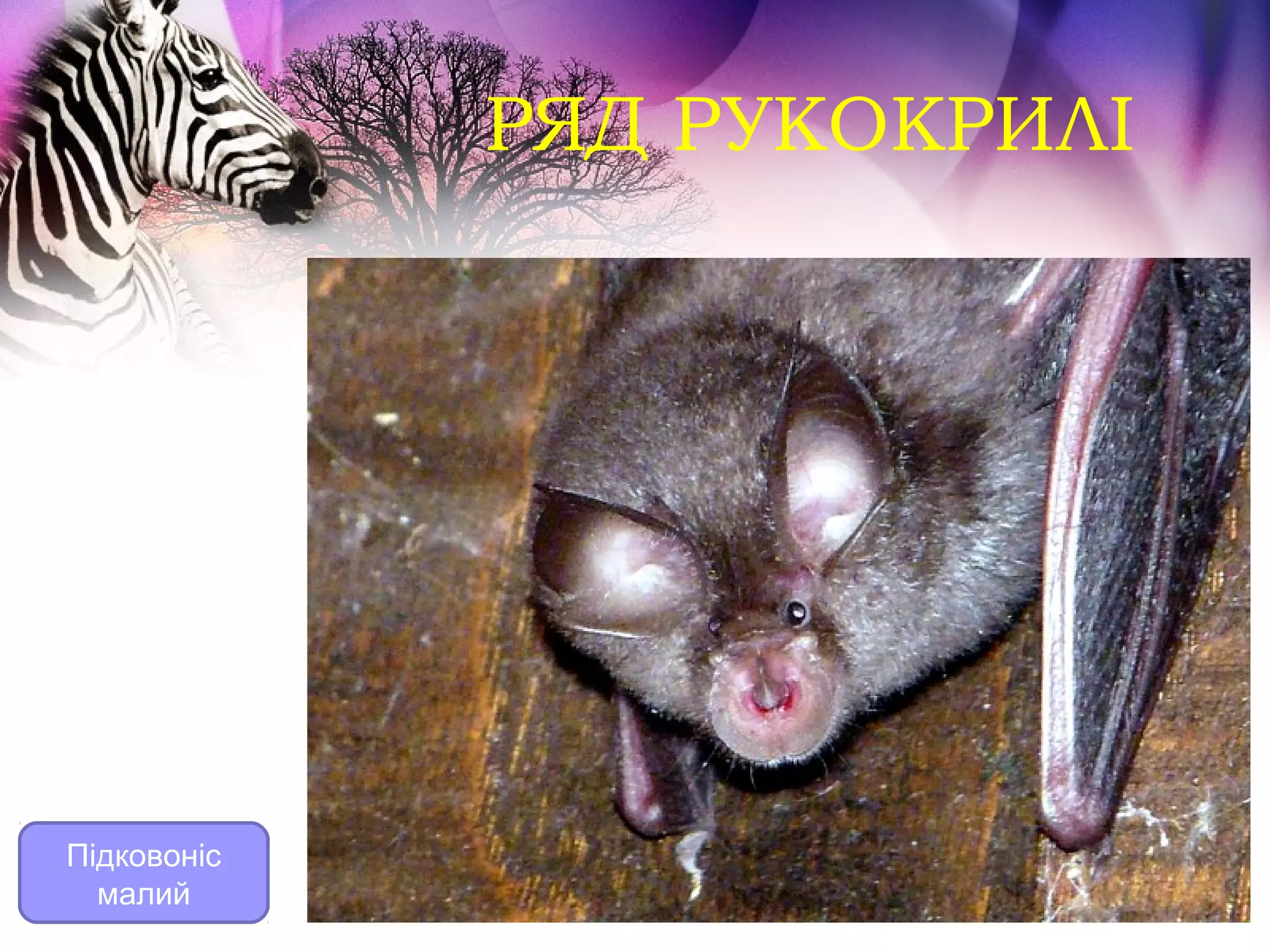 РЯД РУКОКРИЛІ




Підковоніс
  малий
 