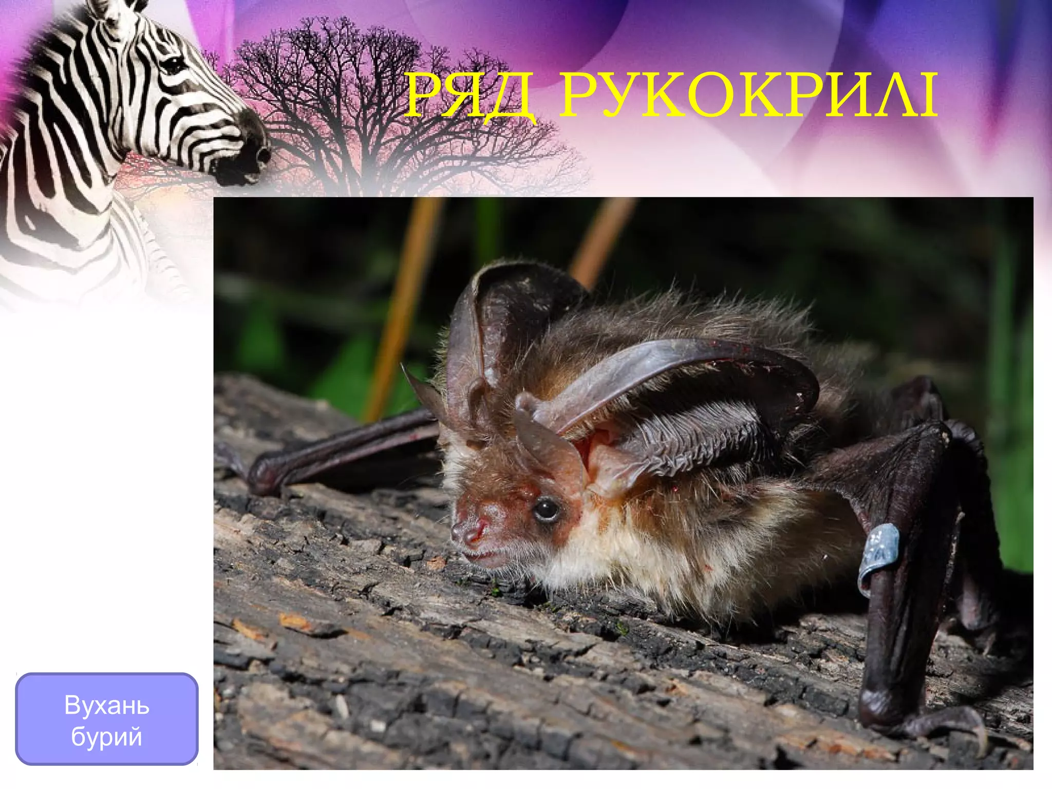 РЯД РУКОКРИЛІ




Вухань
бурий
 