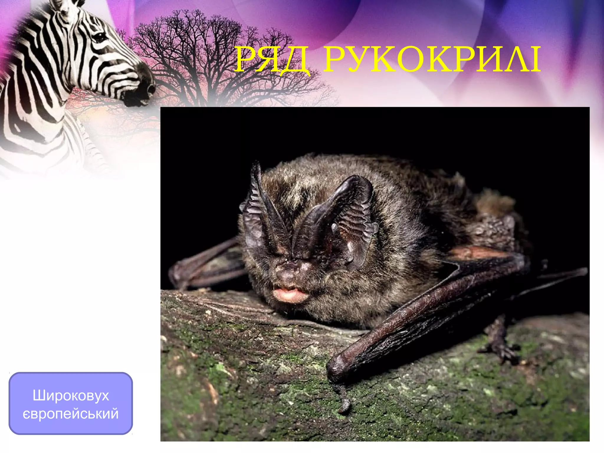 РЯД РУКОКРИЛІ




 Широковух
європейський
 
