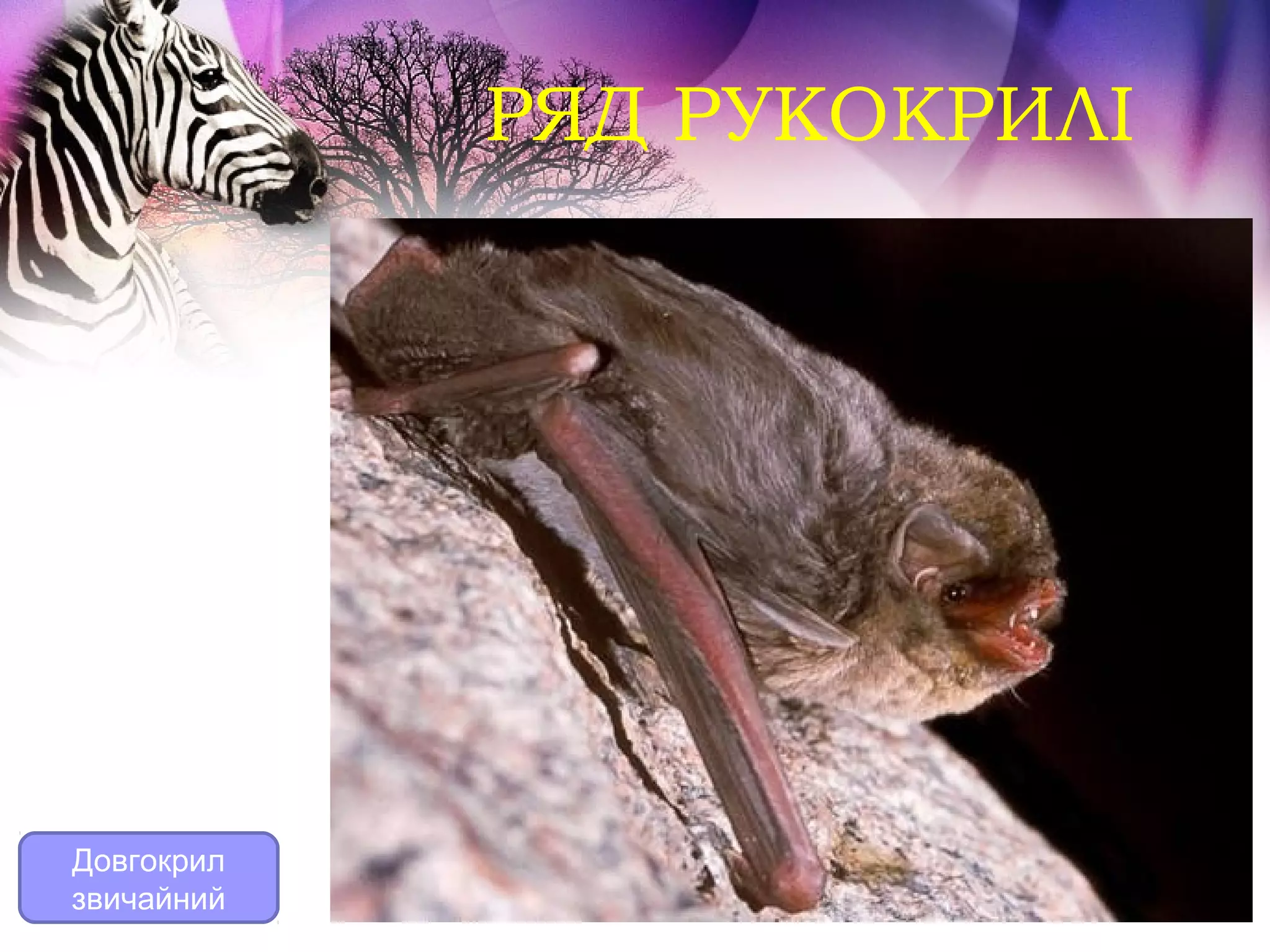 РЯД РУКОКРИЛІ




Довгокрил
звичайний
 