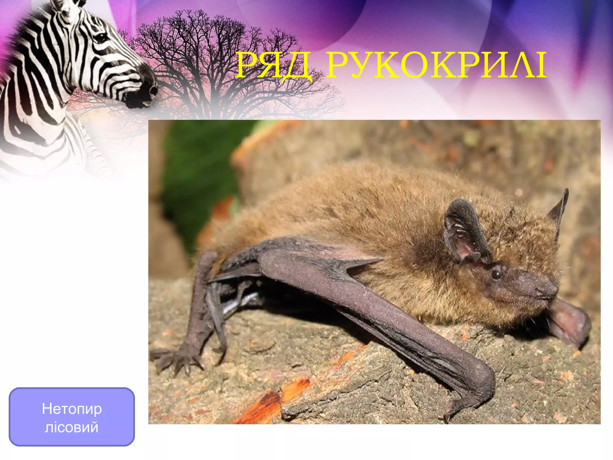 РЯД РУКОКРИЛІ




Нетопир
лісовий
 