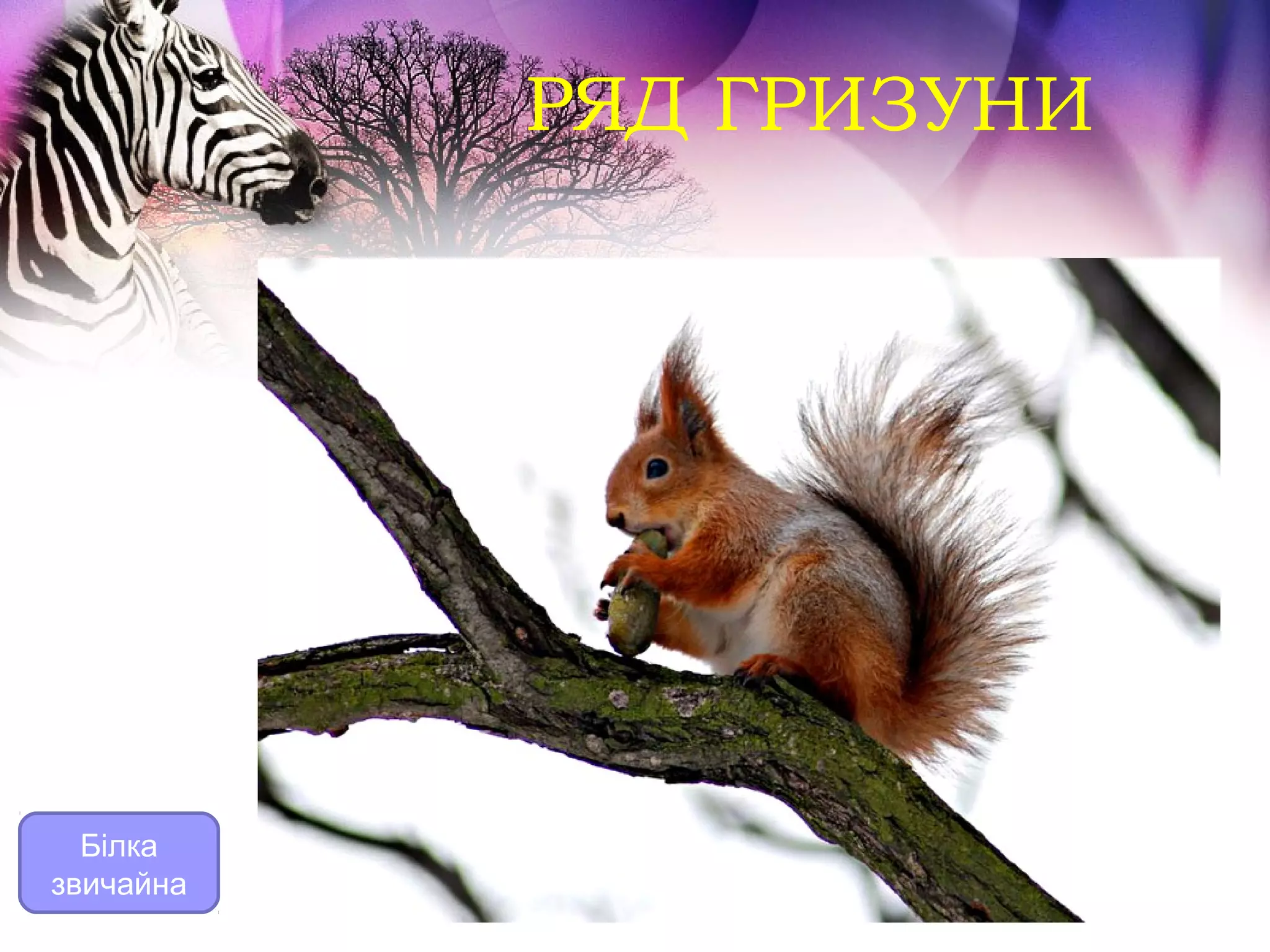 РЯД ГРИЗУНИ




  Білка
звичайна
 