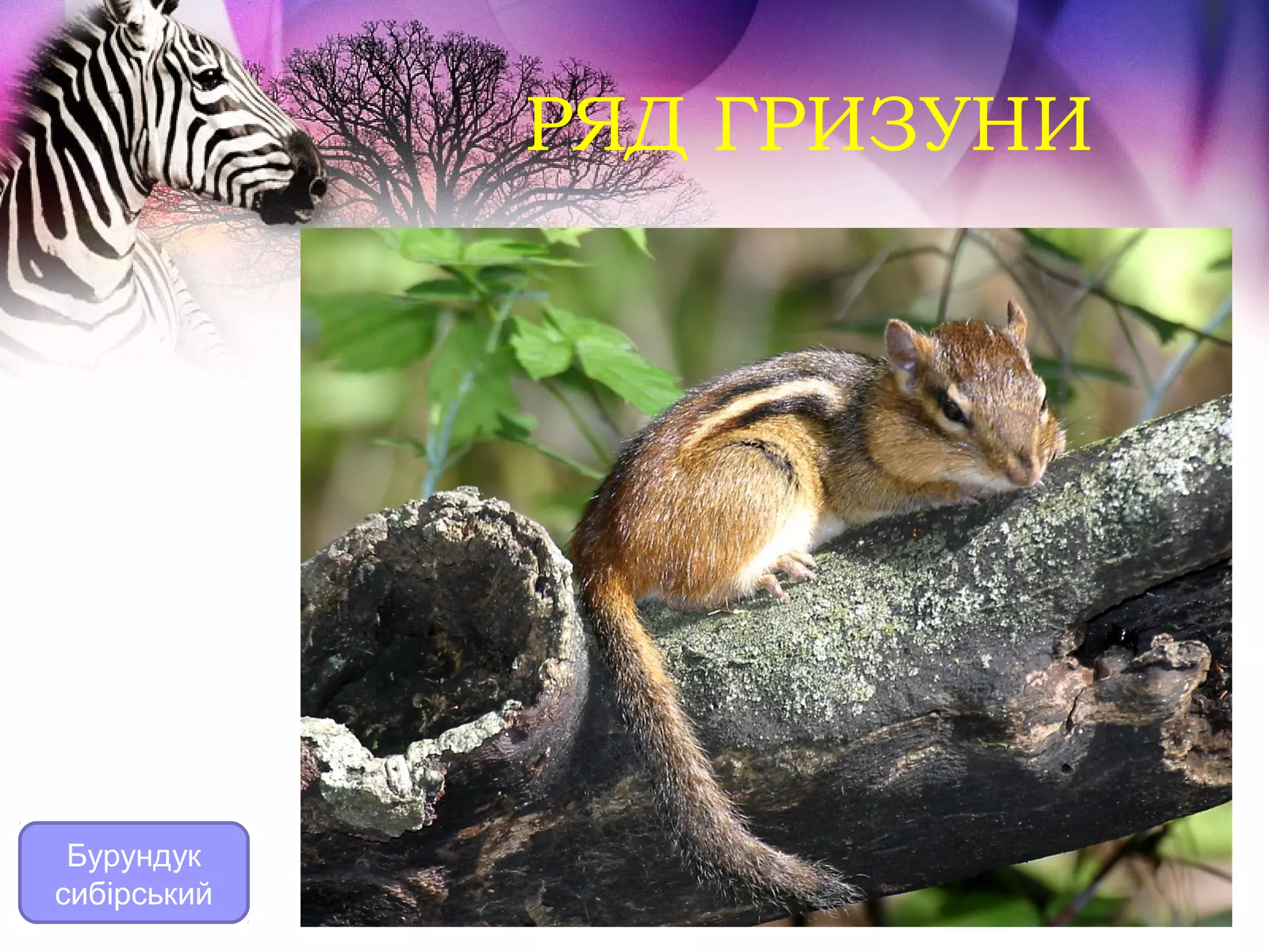 РЯД ГРИЗУНИ




 Бурундук
сибірський
 