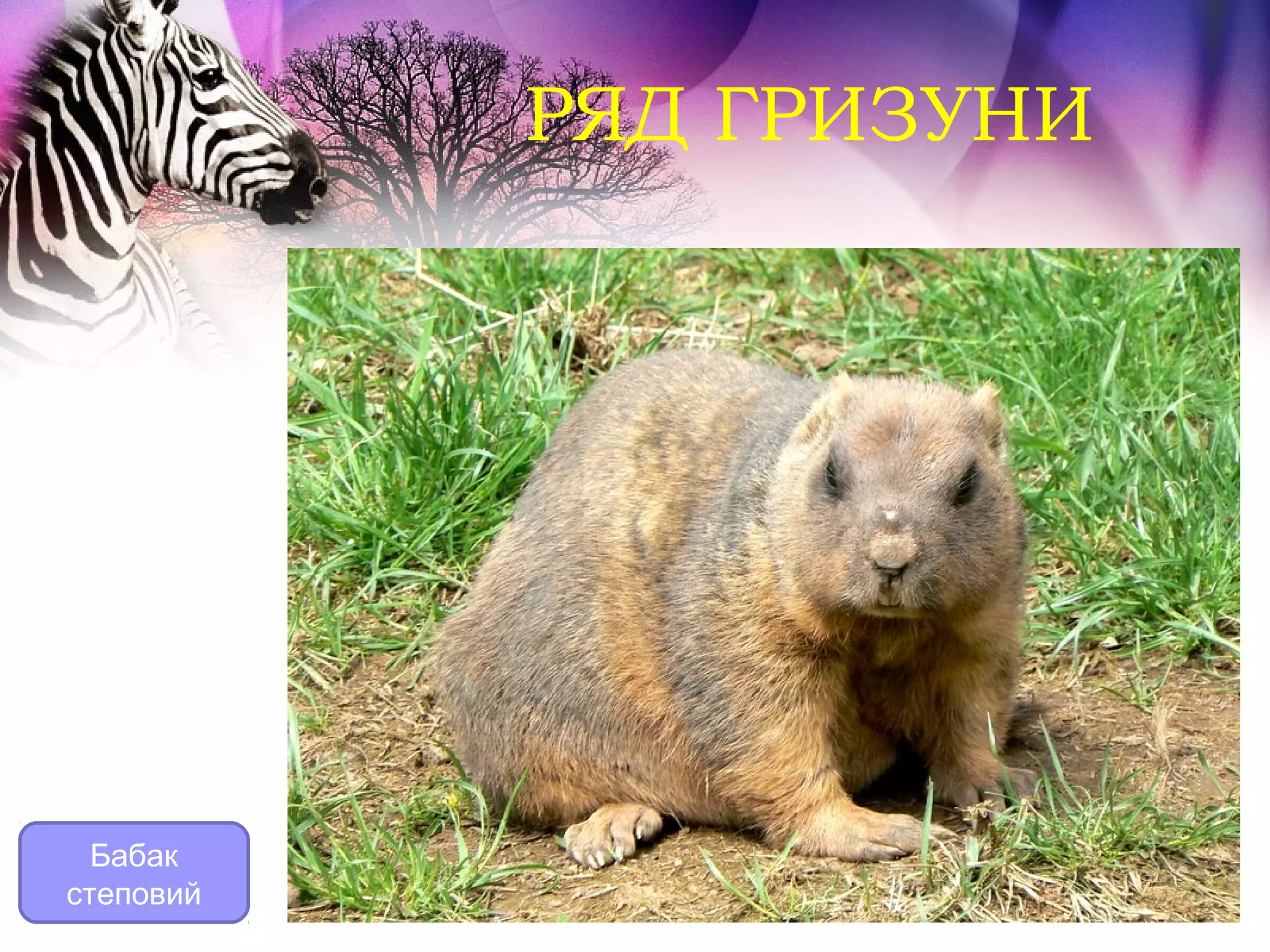 РЯД ГРИЗУНИ




  Бабак
степовий
 