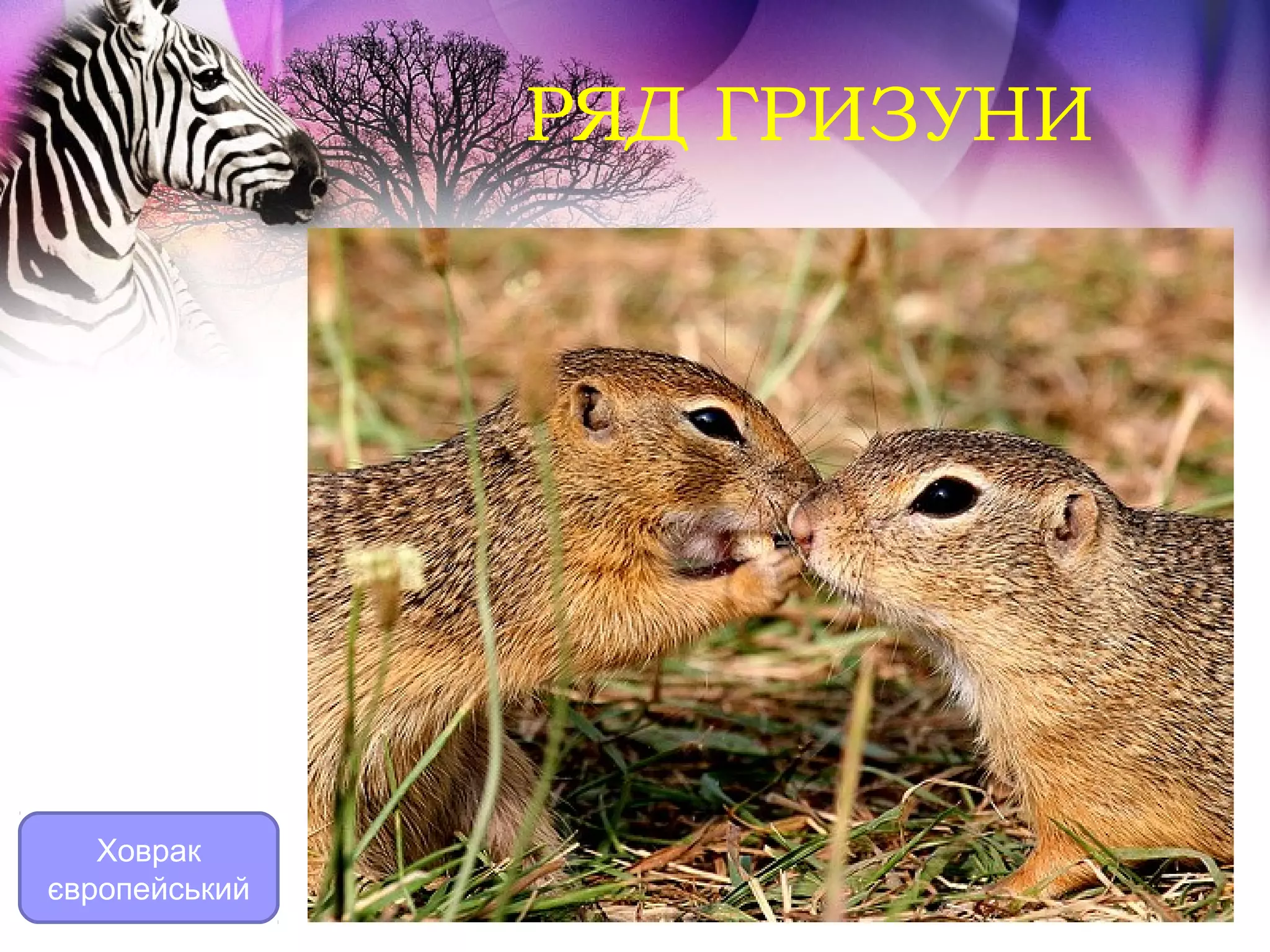 РЯД ГРИЗУНИ




   Ховрак
європейський
 