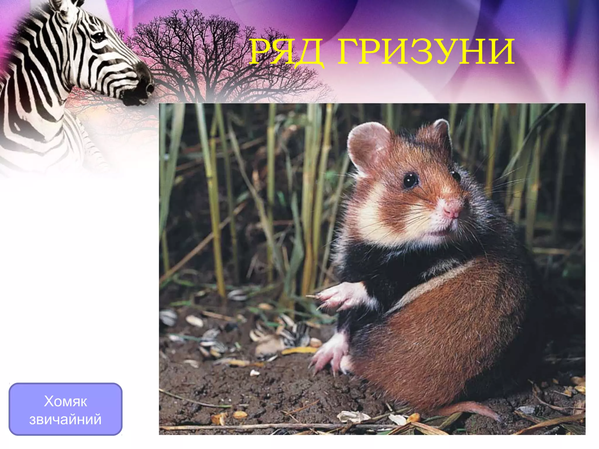 РЯД ГРИЗУНИ




  Хомяк
звичайний
 