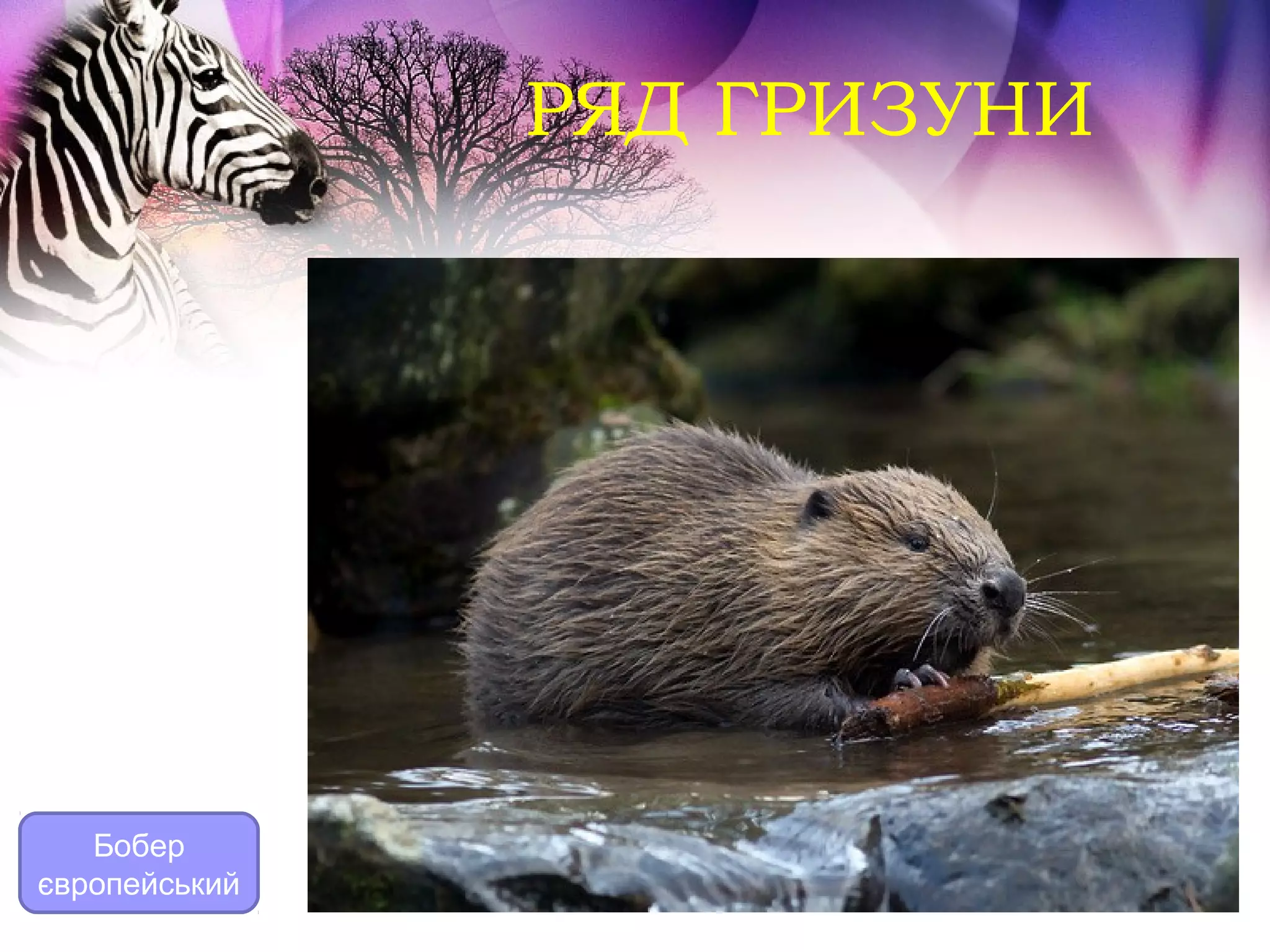РЯД ГРИЗУНИ




   Бобер
європейський
 