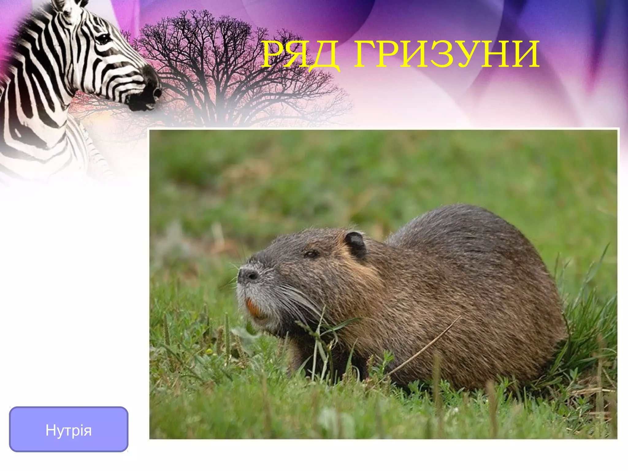 РЯД ГРИЗУНИ




Нутрія
 