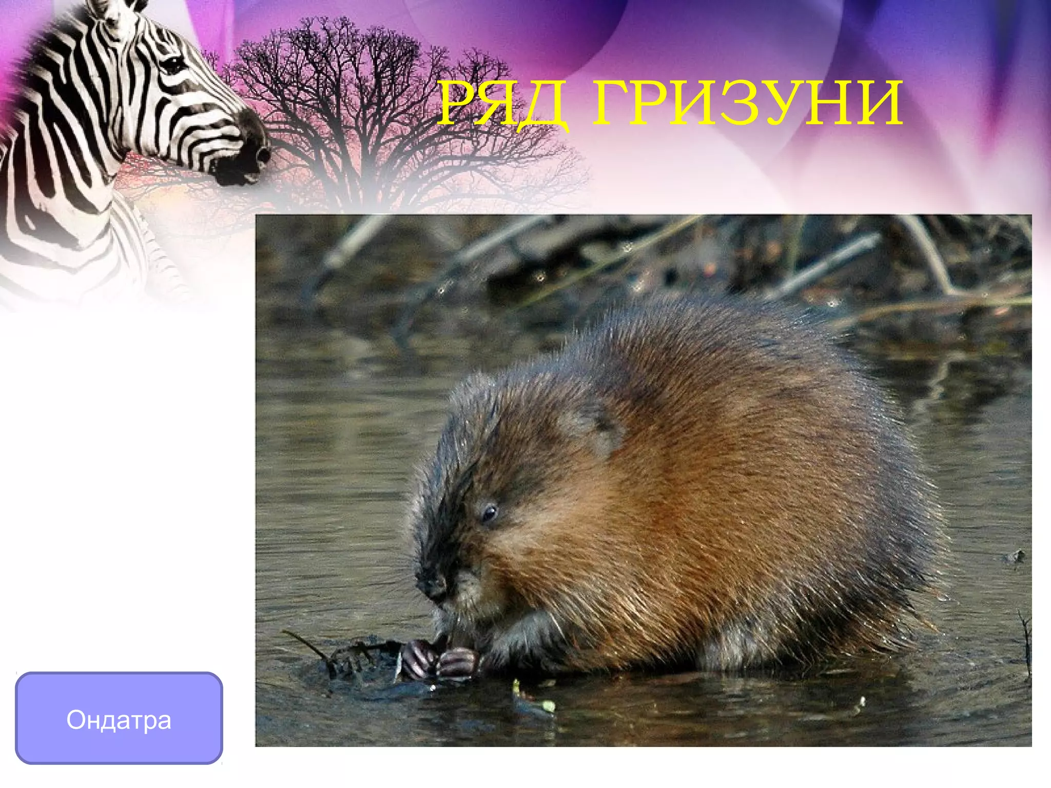 РЯД ГРИЗУНИ




Ондатра
 