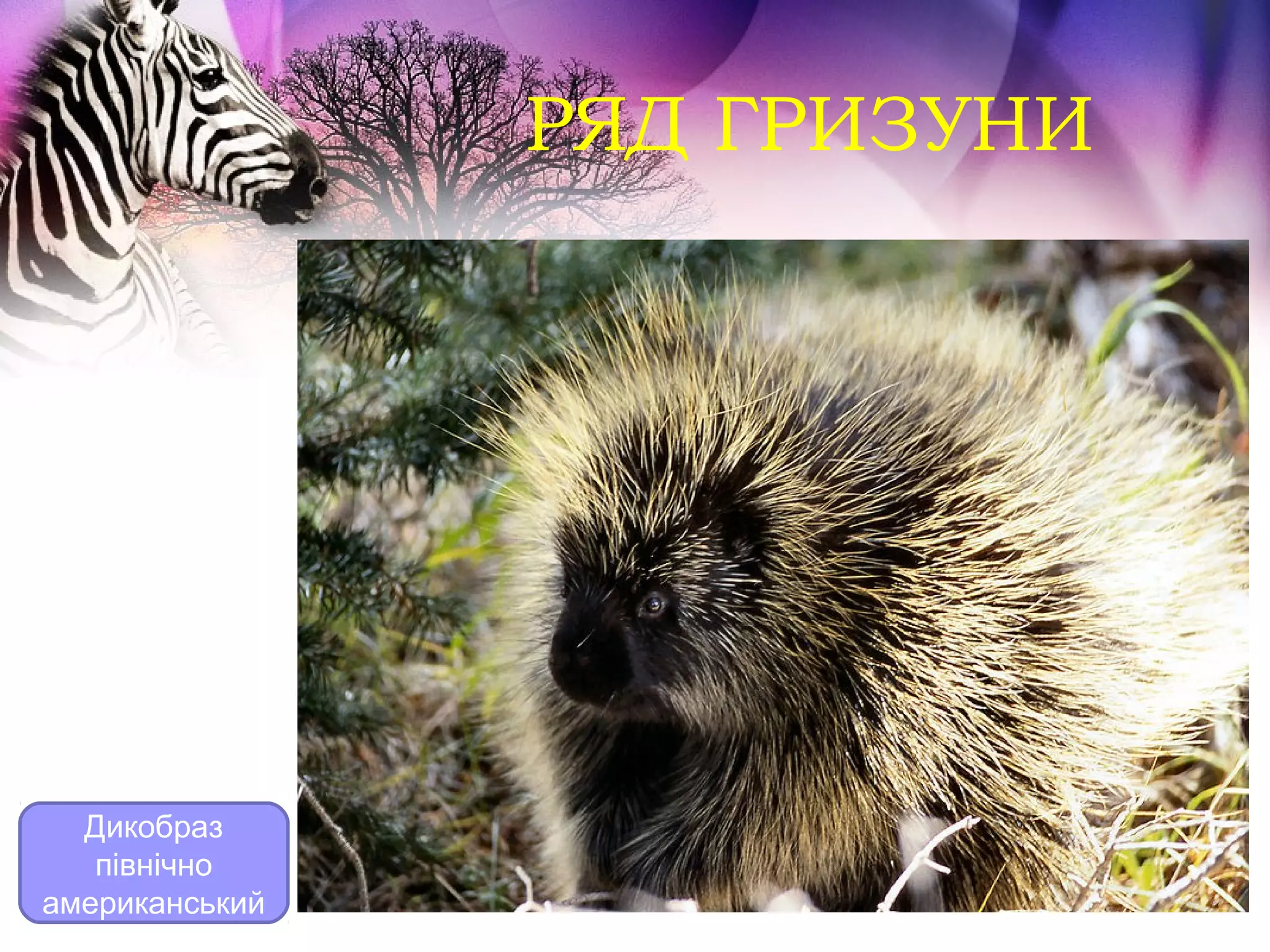 РЯД ГРИЗУНИ




  Дикобраз
   північно
американський
 