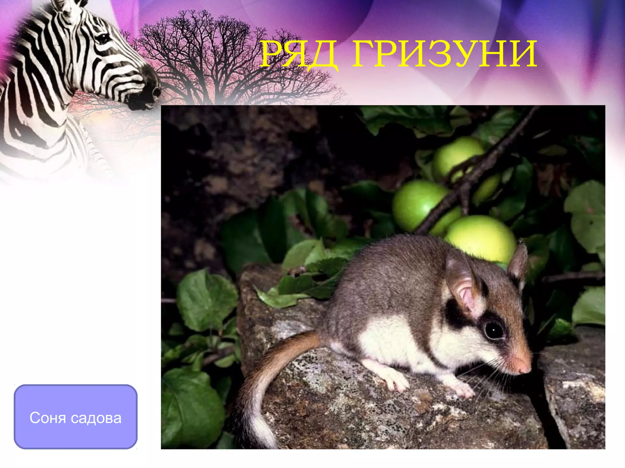 РЯД ГРИЗУНИ




Соня садова
 