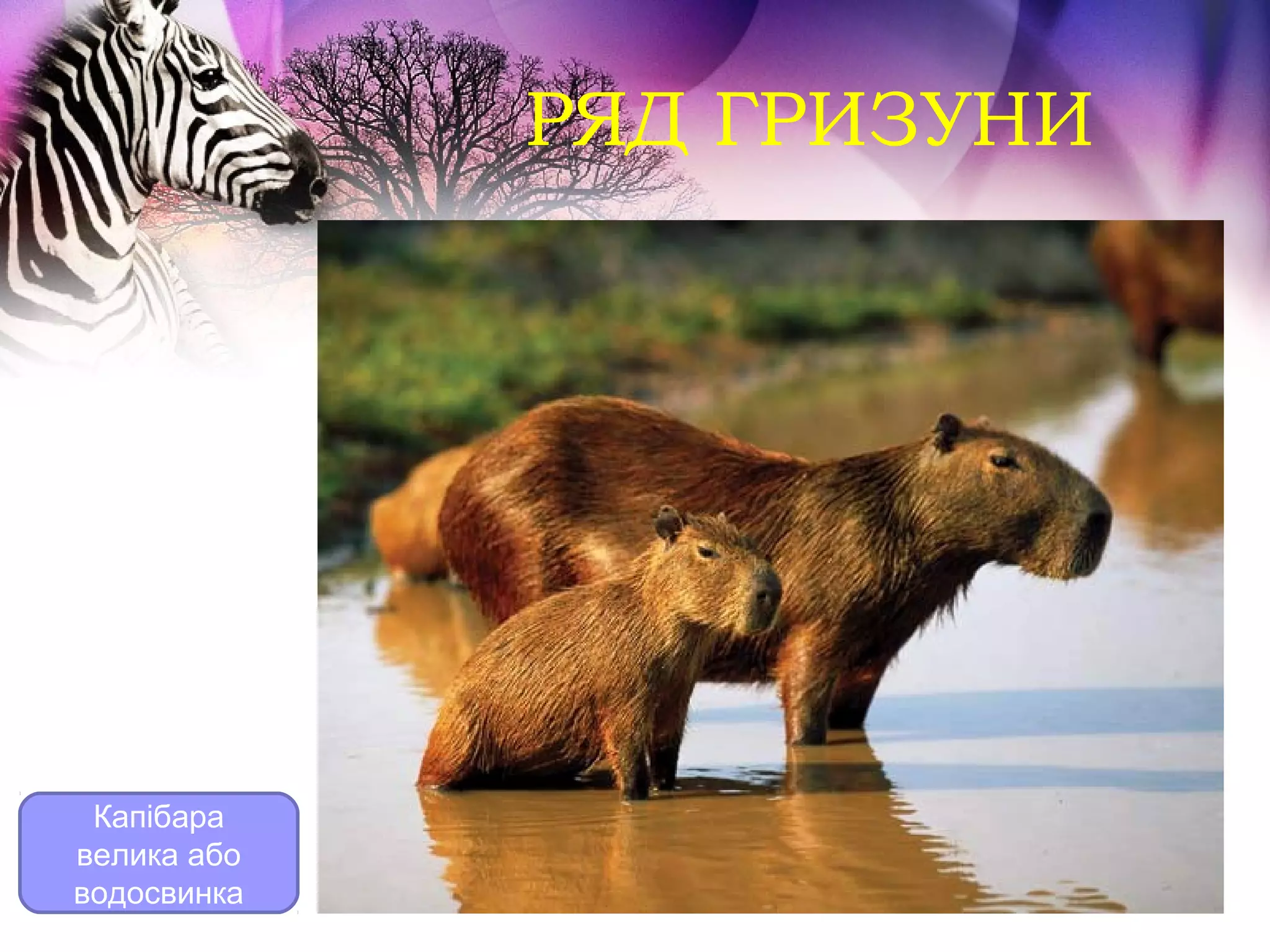 РЯД ГРИЗУНИ




 Капібара
велика або
водосвинка
 