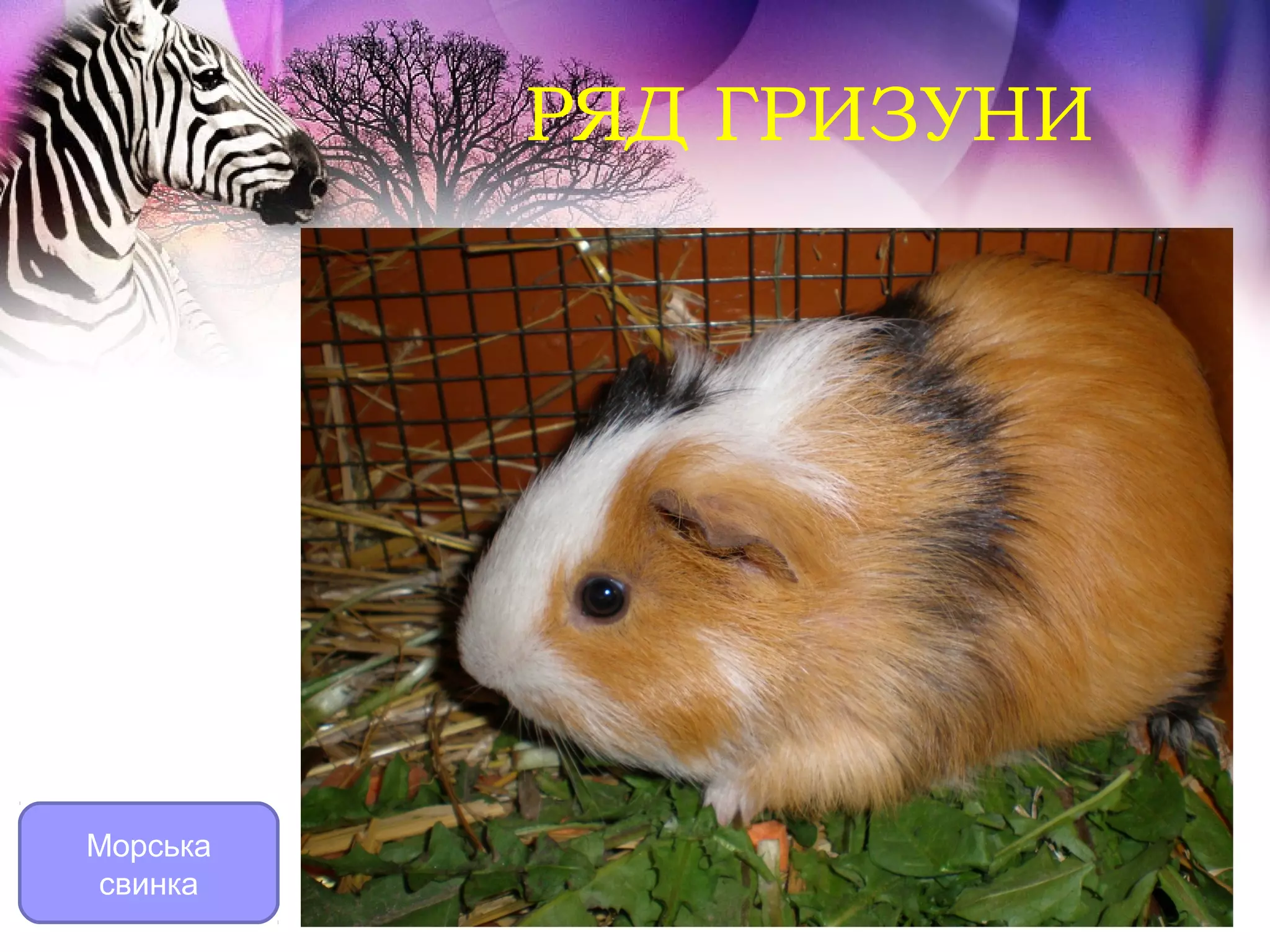 РЯД ГРИЗУНИ




Морська
свинка
 