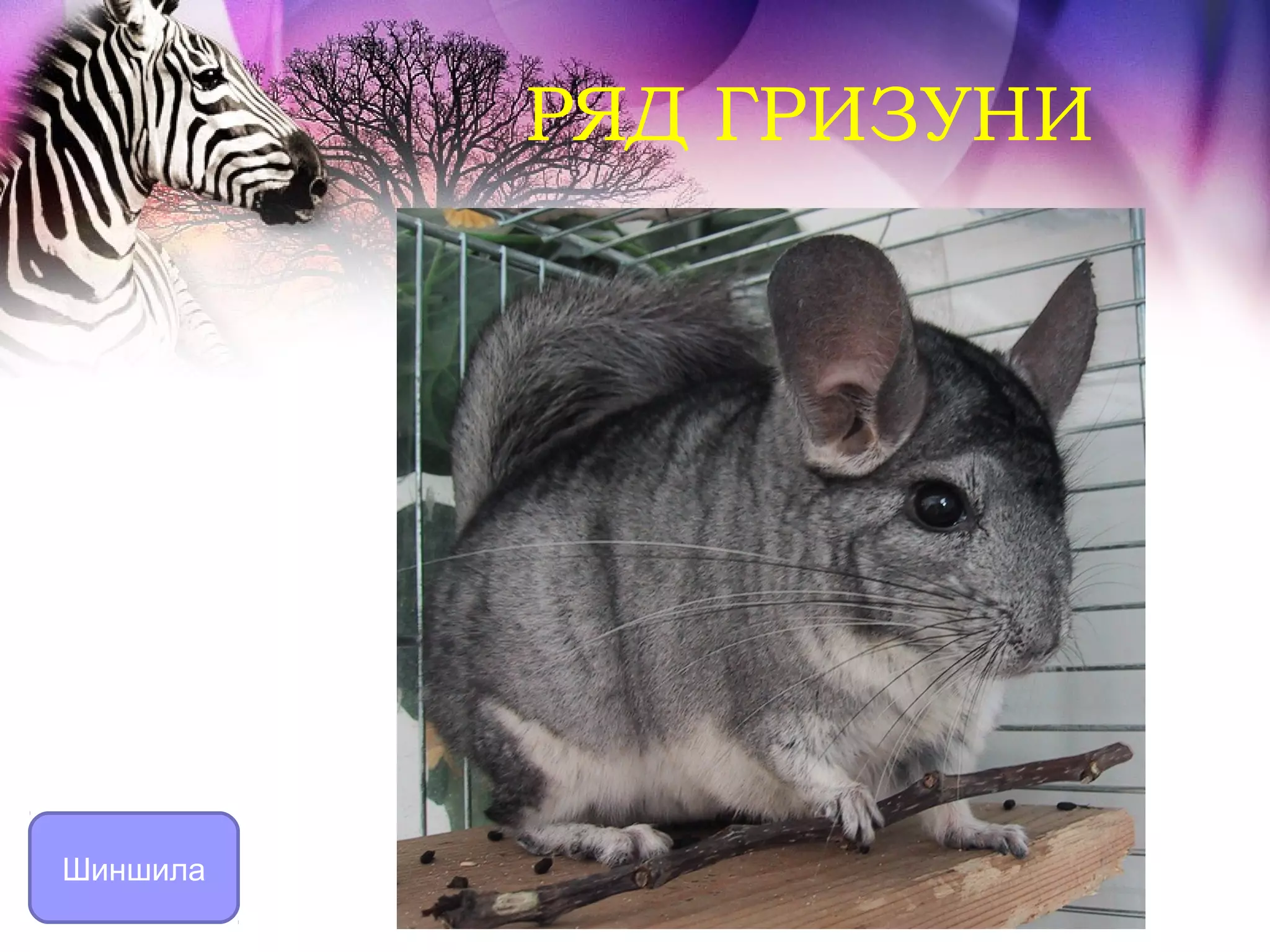 РЯД ГРИЗУНИ




Шиншила
 