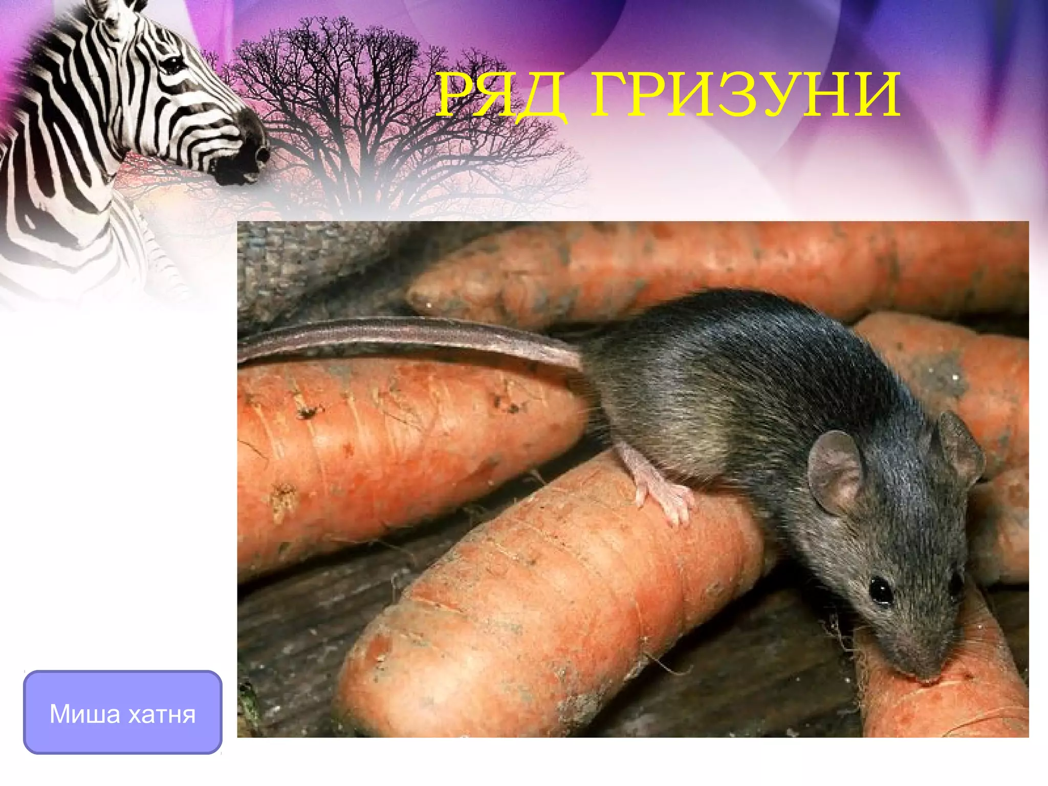 РЯД ГРИЗУНИ




Миша хатня
 