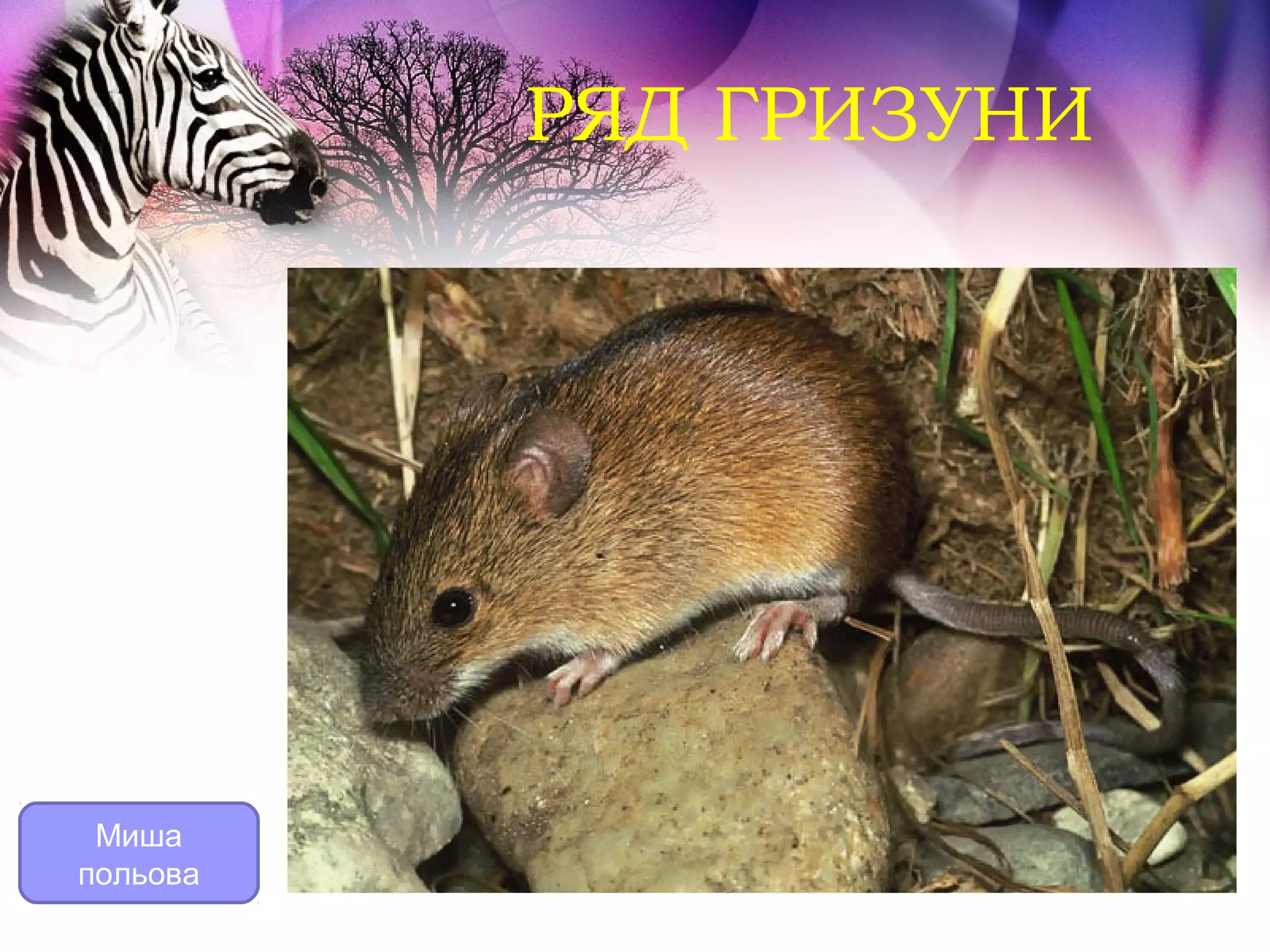 РЯД ГРИЗУНИ




 Миша
польова
 