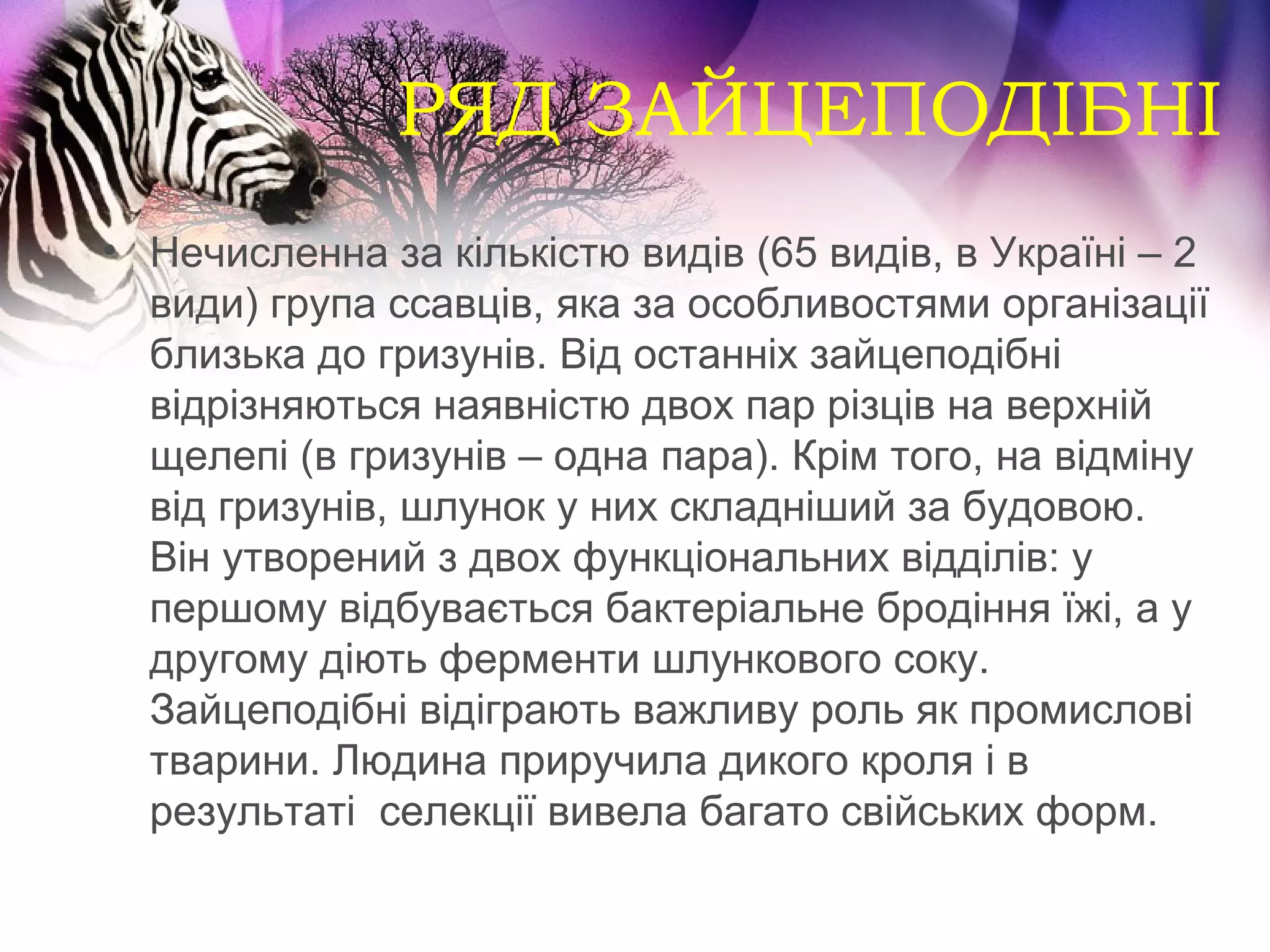 РЯД ЗАЙЦЕПОДІБНІ
• Нечисленна за кількістю видів (65 видів, в Україні – 2
  види) група ссавців, яка за особливостями організації
  близька до гризунів. Від останніх зайцеподібні
  відрізняються наявністю двох пар різців на верхній
  щелепі (в гризунів – одна пара). Крім того, на відміну
  від гризунів, шлунок у них складніший за будовою.
  Він утворений з двох функціональних відділів: у
  першому відбувається бактеріальне бродіння їжі, а у
  другому діють ферменти шлункового соку.
  Зайцеподібні відіграють важливу роль як промислові
  тварини. Людина приручила дикого кроля і в
  результаті селекції вивела багато свійських форм.
 