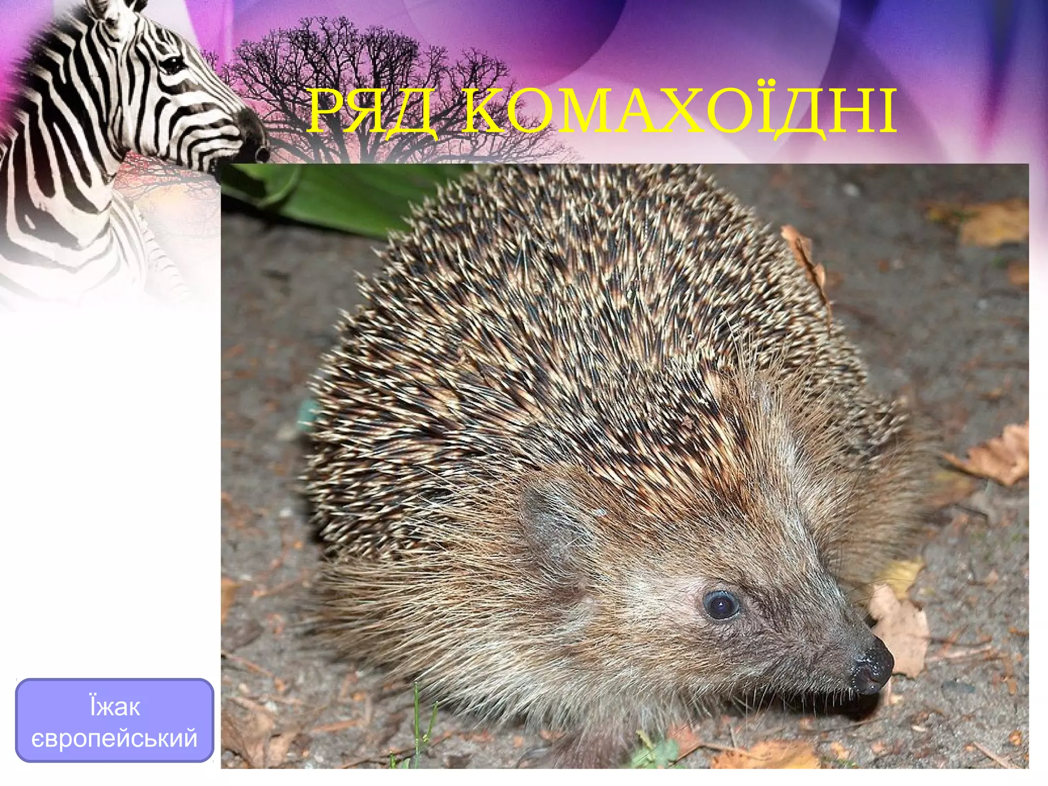 РЯД КОМАХОЇДНІ




    Їжак
європейський
 
